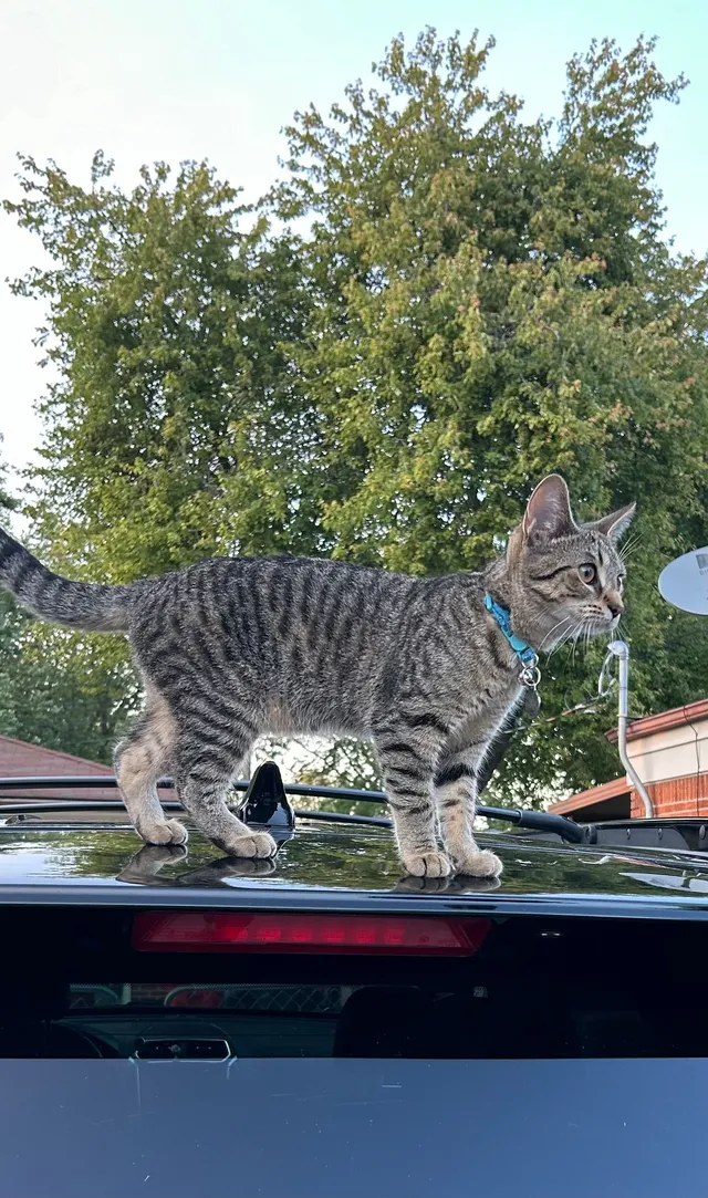 tiggy - Maybury Dr, Clinton Township
