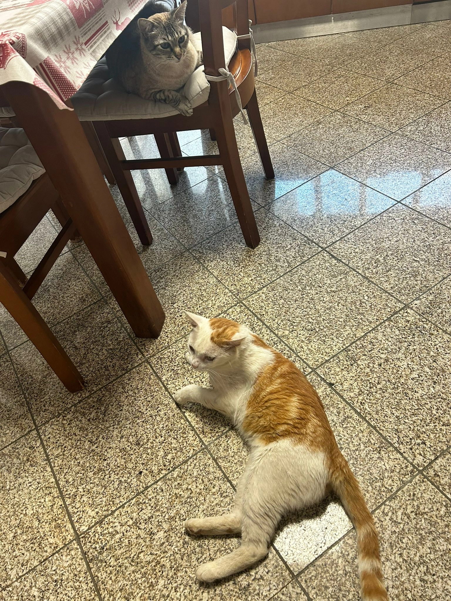 PIruças  - Urbanização do Cidrão 28, Jovim