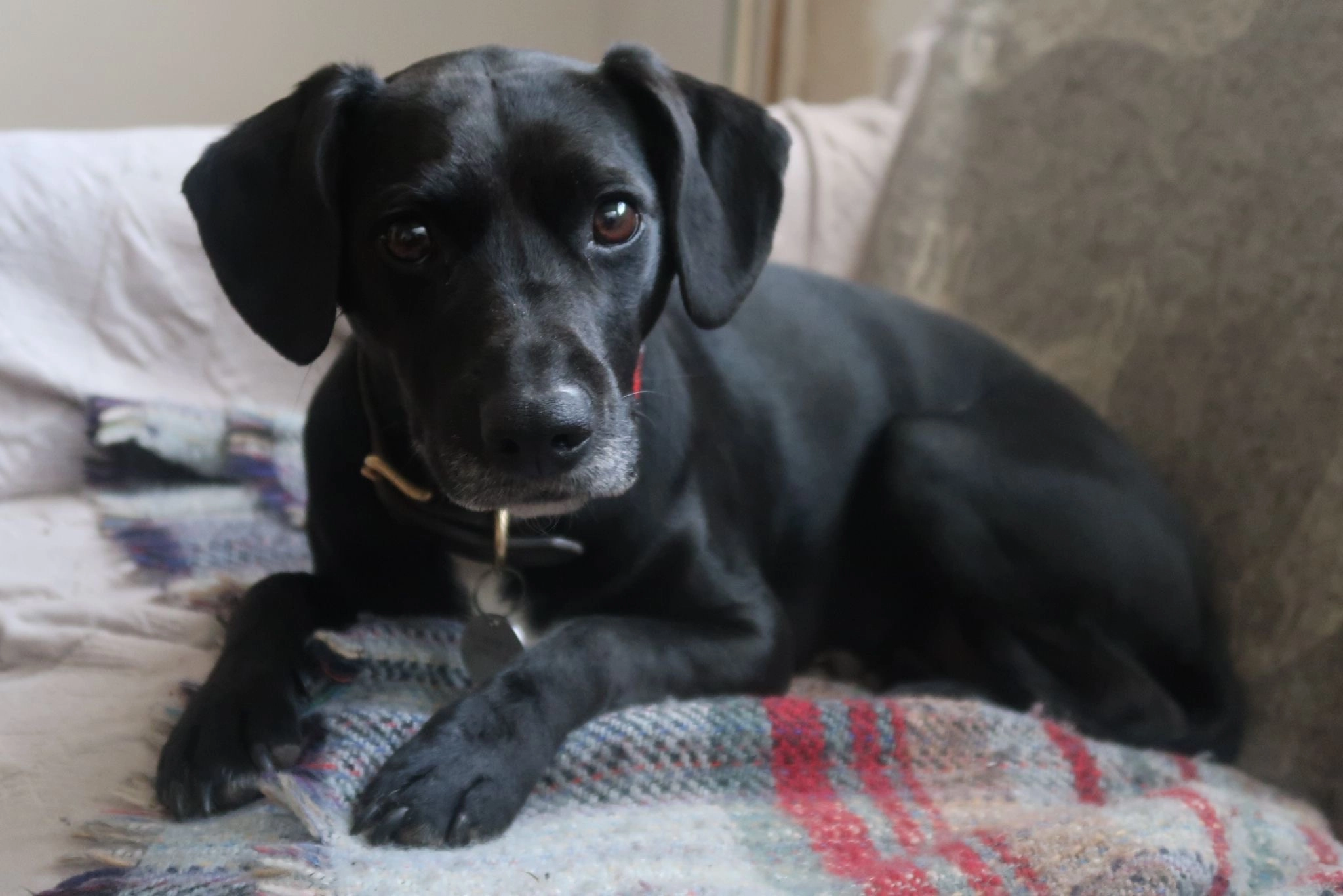 Elsie  - Wellesley Road, Farnham