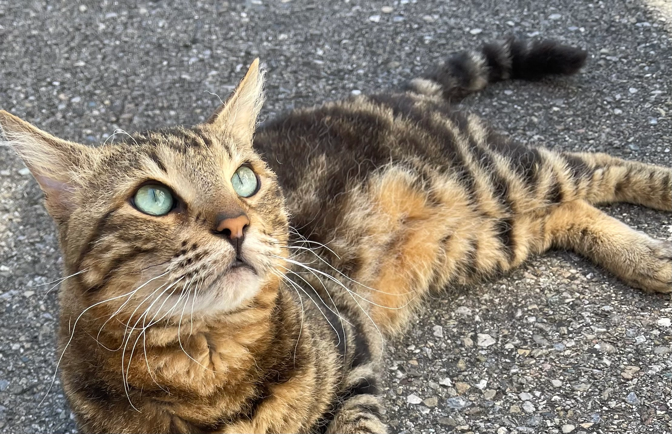 Coka - Freiestrasse, Amriswil