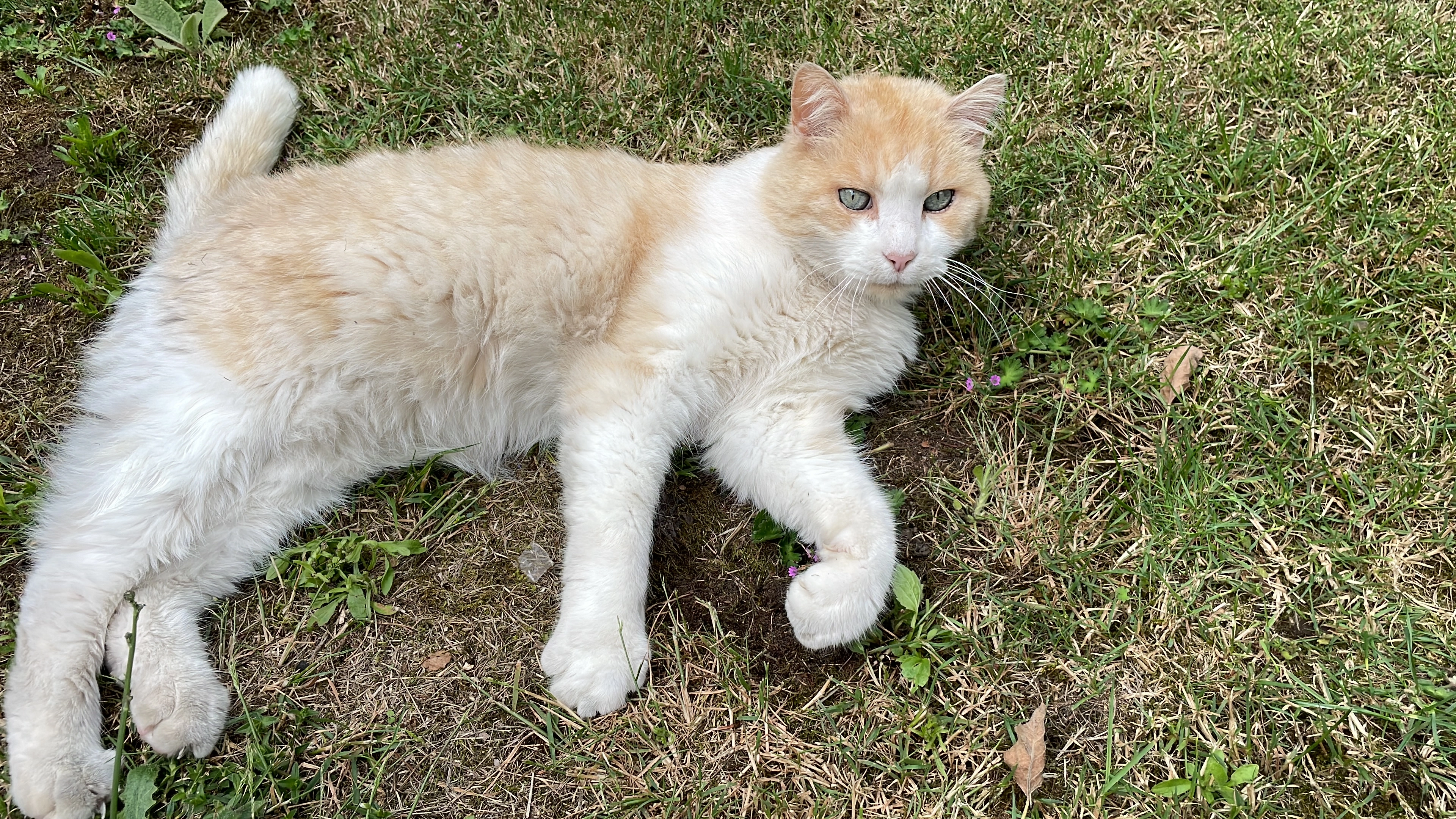 Tom - Barbarossastraße, Landstuhl