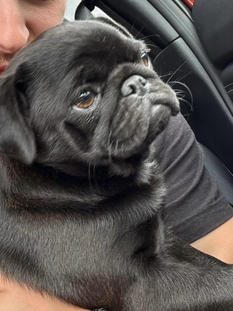 Adelle - Guergay, Poullaouen