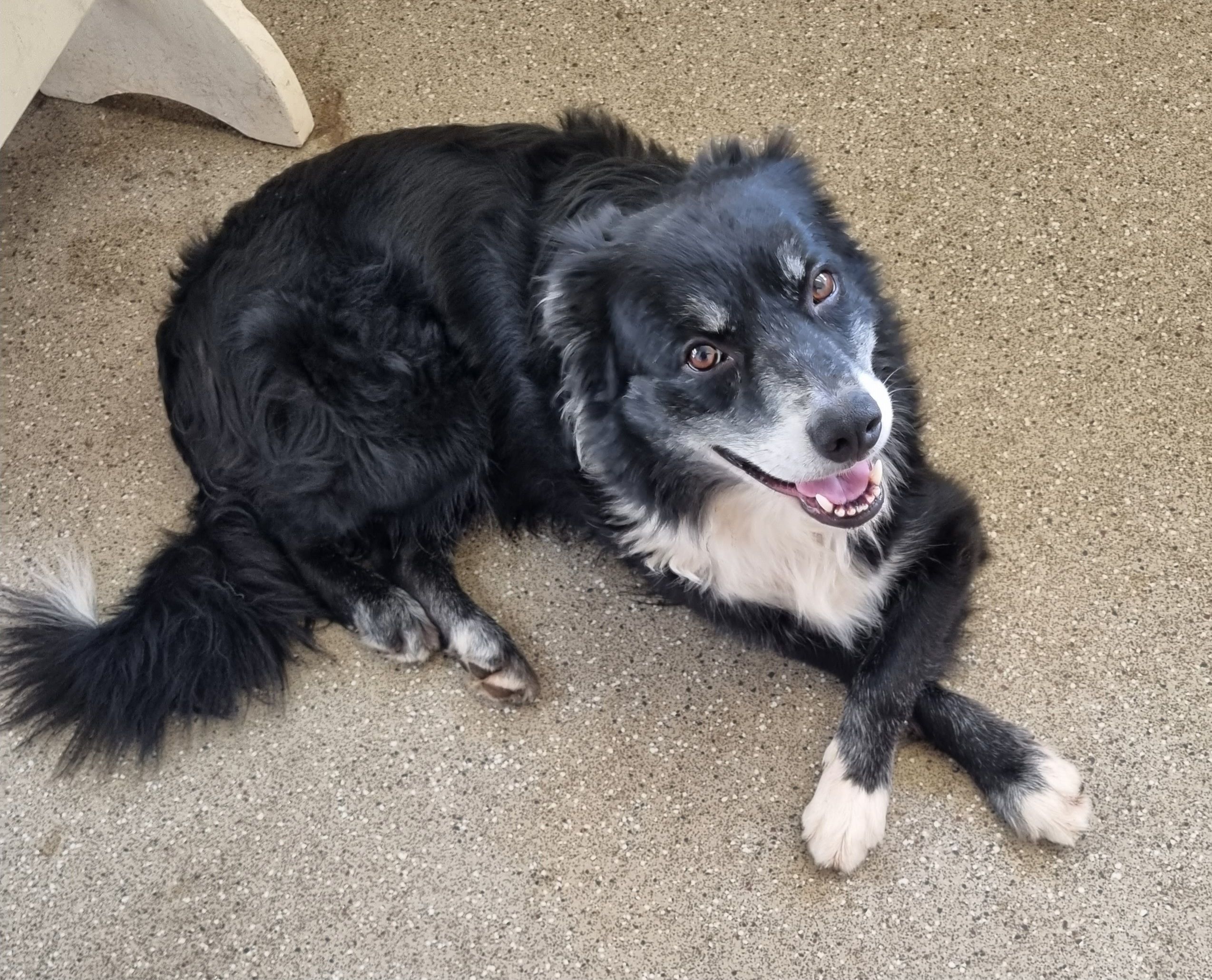 Kody - Newman Road, Oxford