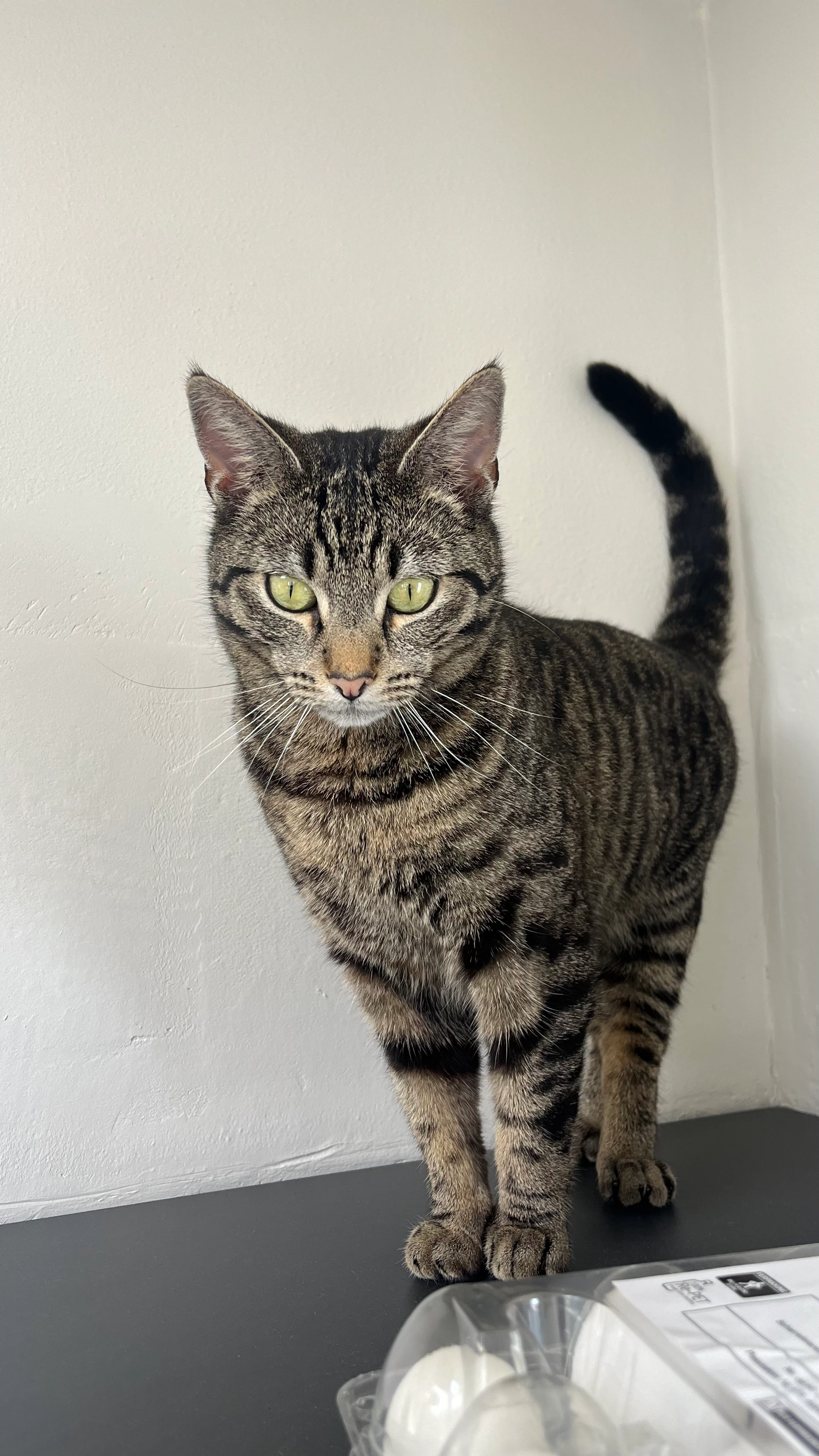 Gizmo - Nassaustraat, Enkhuizen