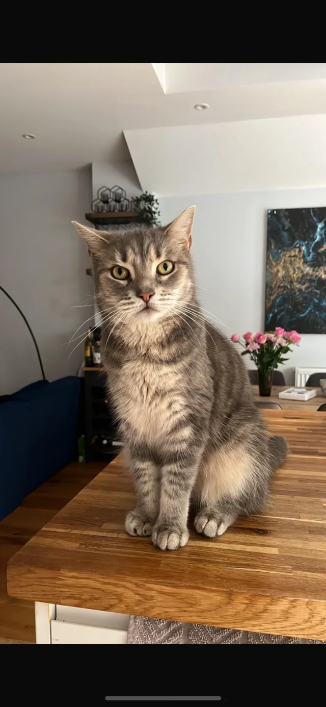 Kitty - Comeragh Road, London