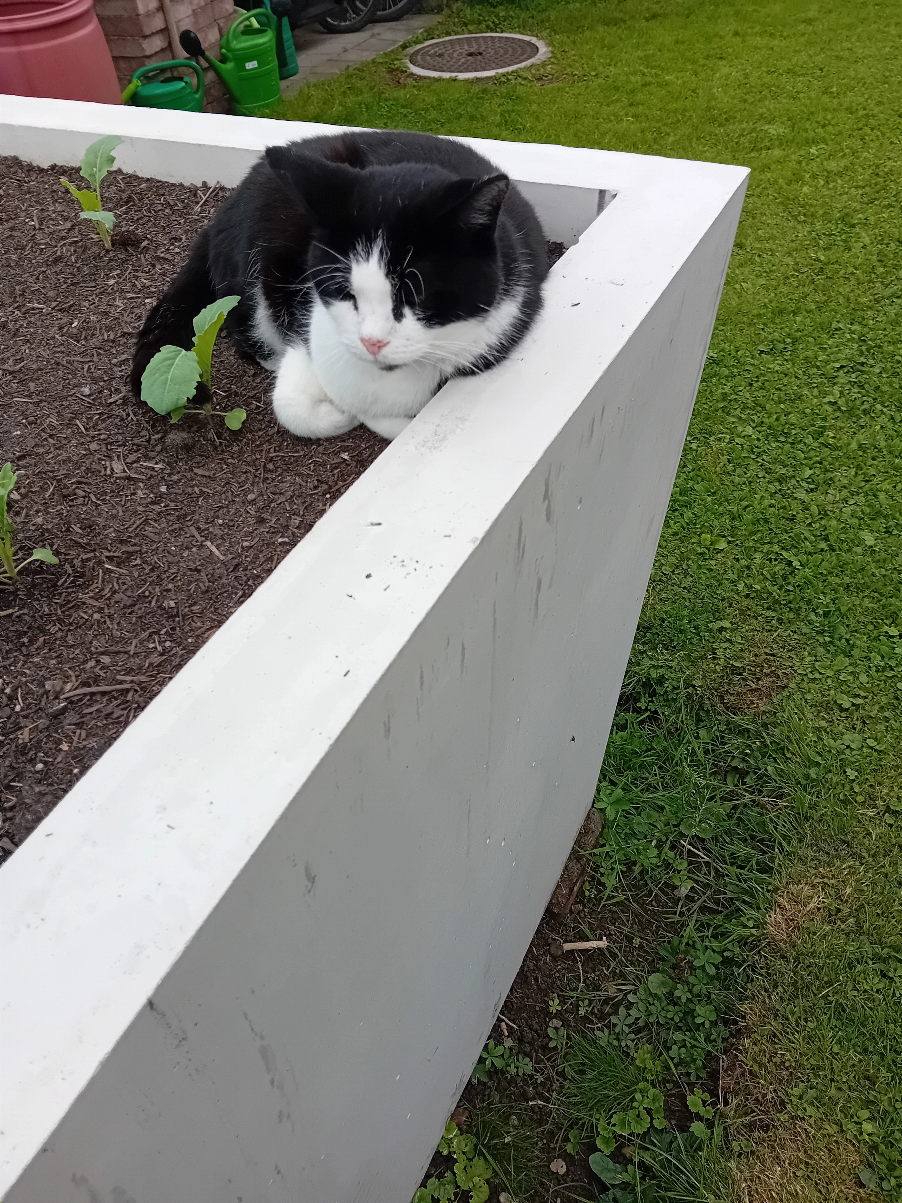 Snoopy - Reuteweg 9, Dornbirn