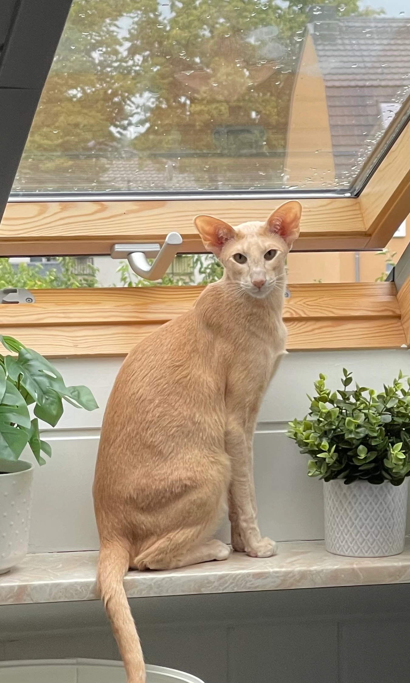 Zeus - Goethestraße, Königs Wusterhausen