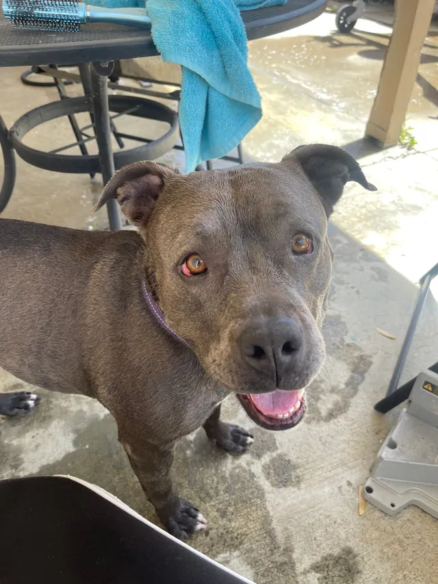 Bella - Saint Paul Circle, Pittsburg