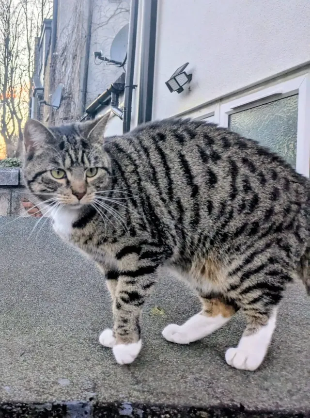 Juno - Lynmouth Road, London