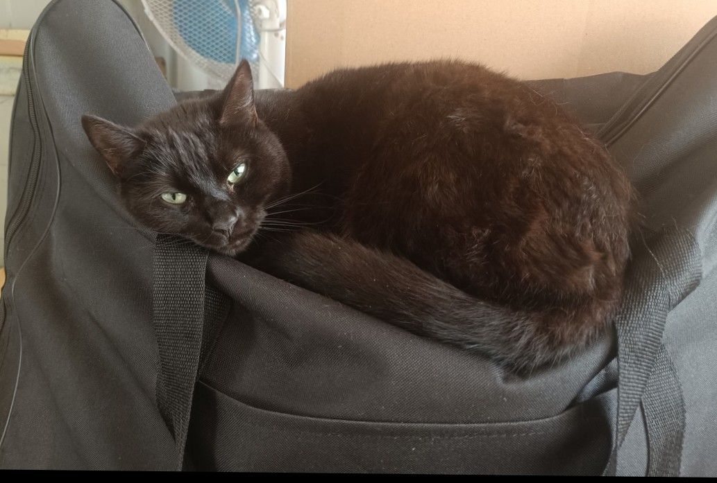 Perle  - Avenue Georges Clémenceau, Cluses