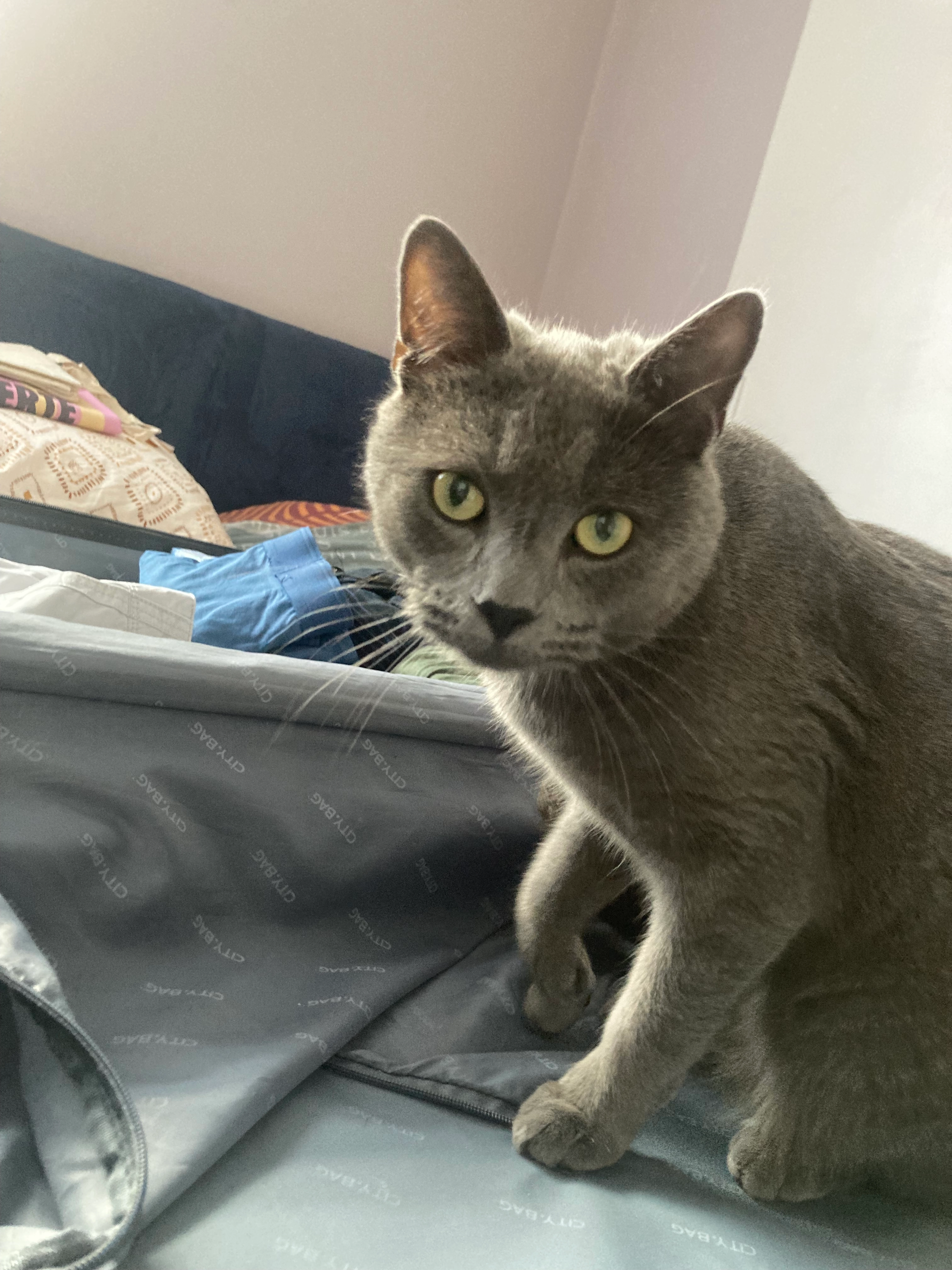 Blue - 11 Rue Pierre Gueguin, Pluguffan