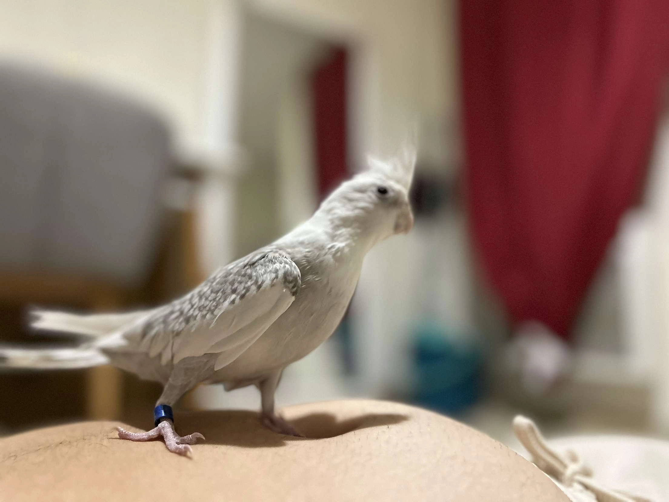 Rico - Avenue Des Poètes, Elne