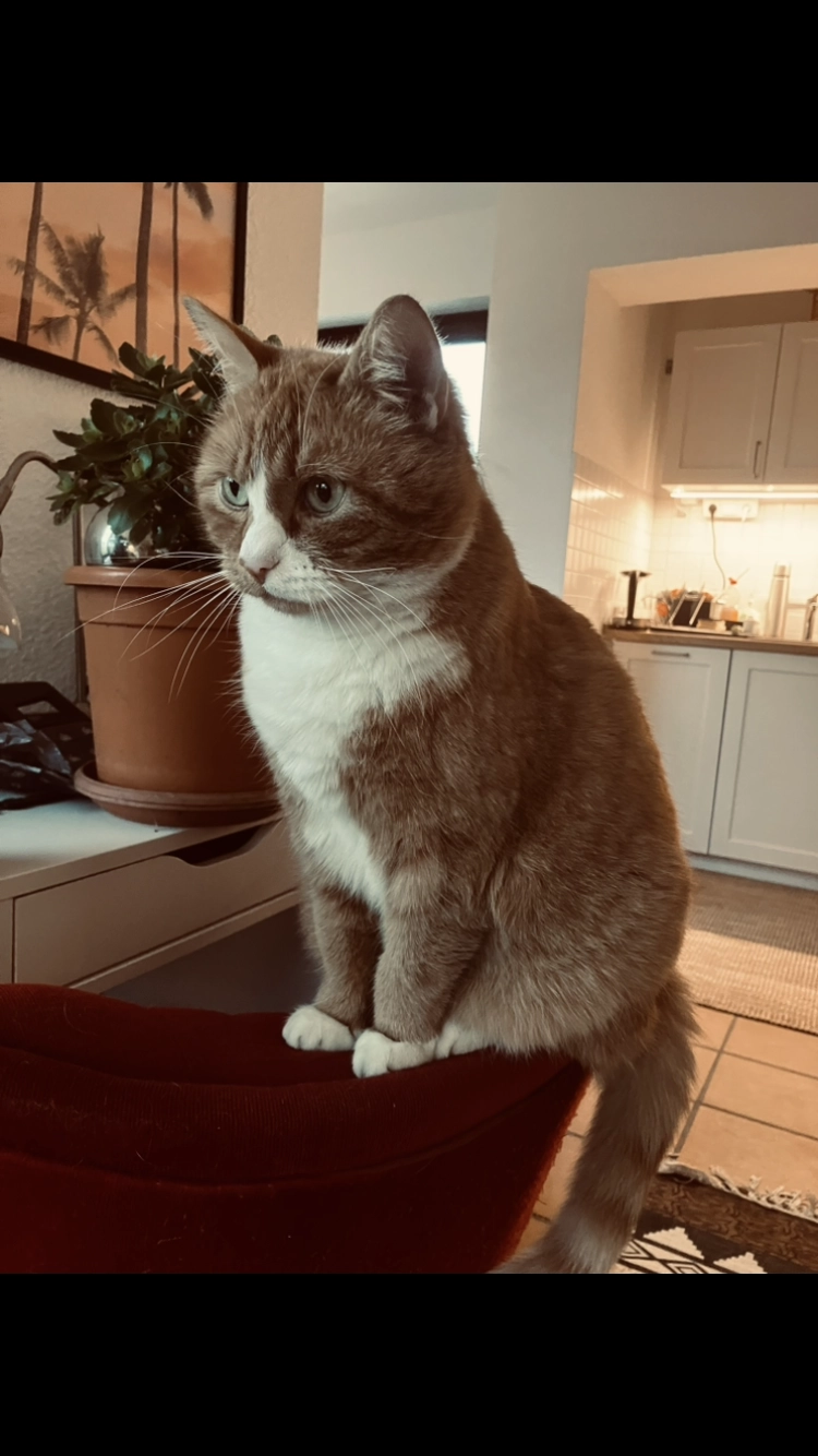 oscar - Im Grünen Winkel, Köln