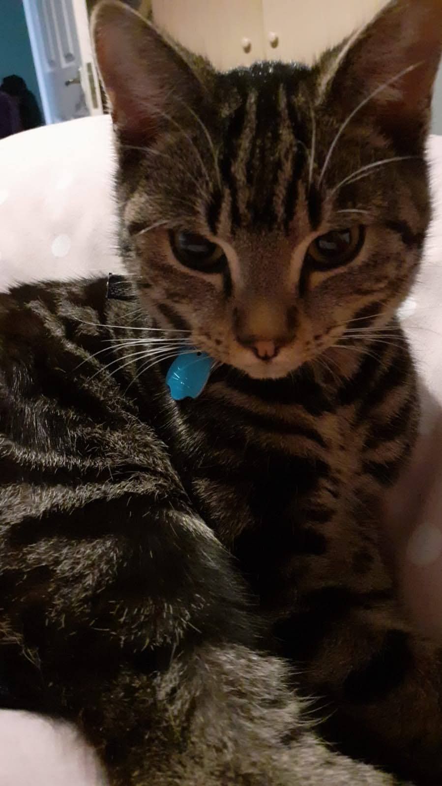 Bailey - An Páirc, Ennis