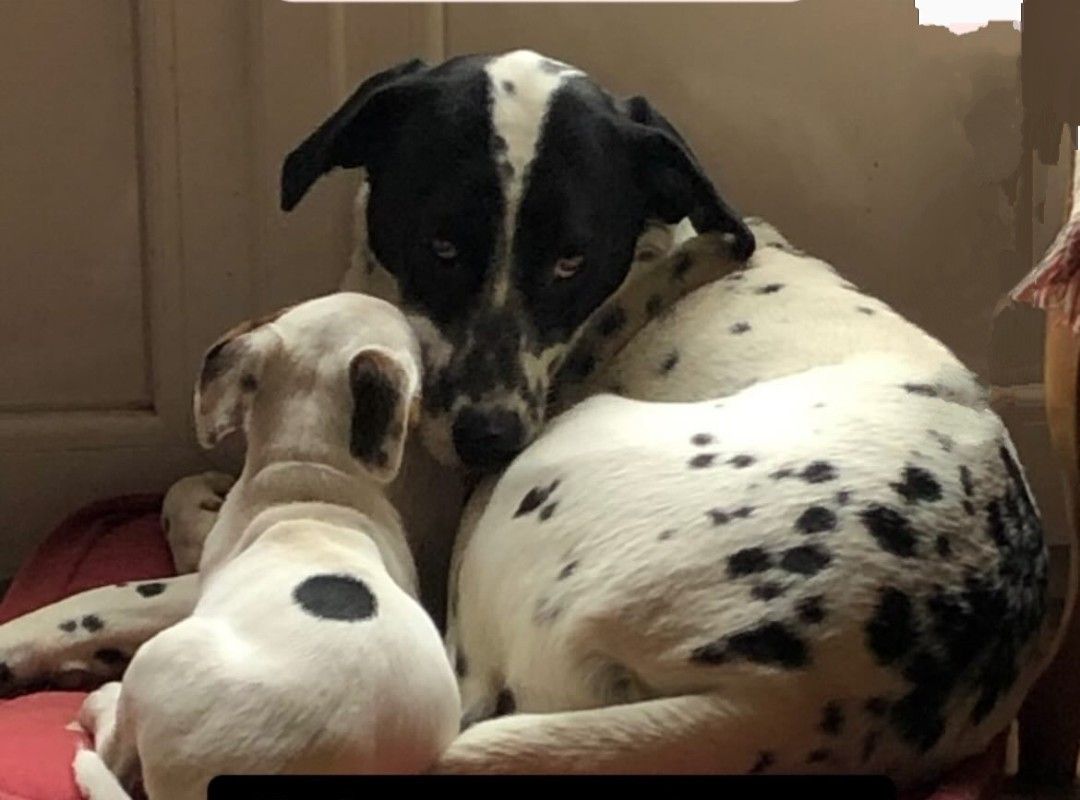 Pampa - Rue de Bandeville, Saint-Cyr-sous-Dourdan