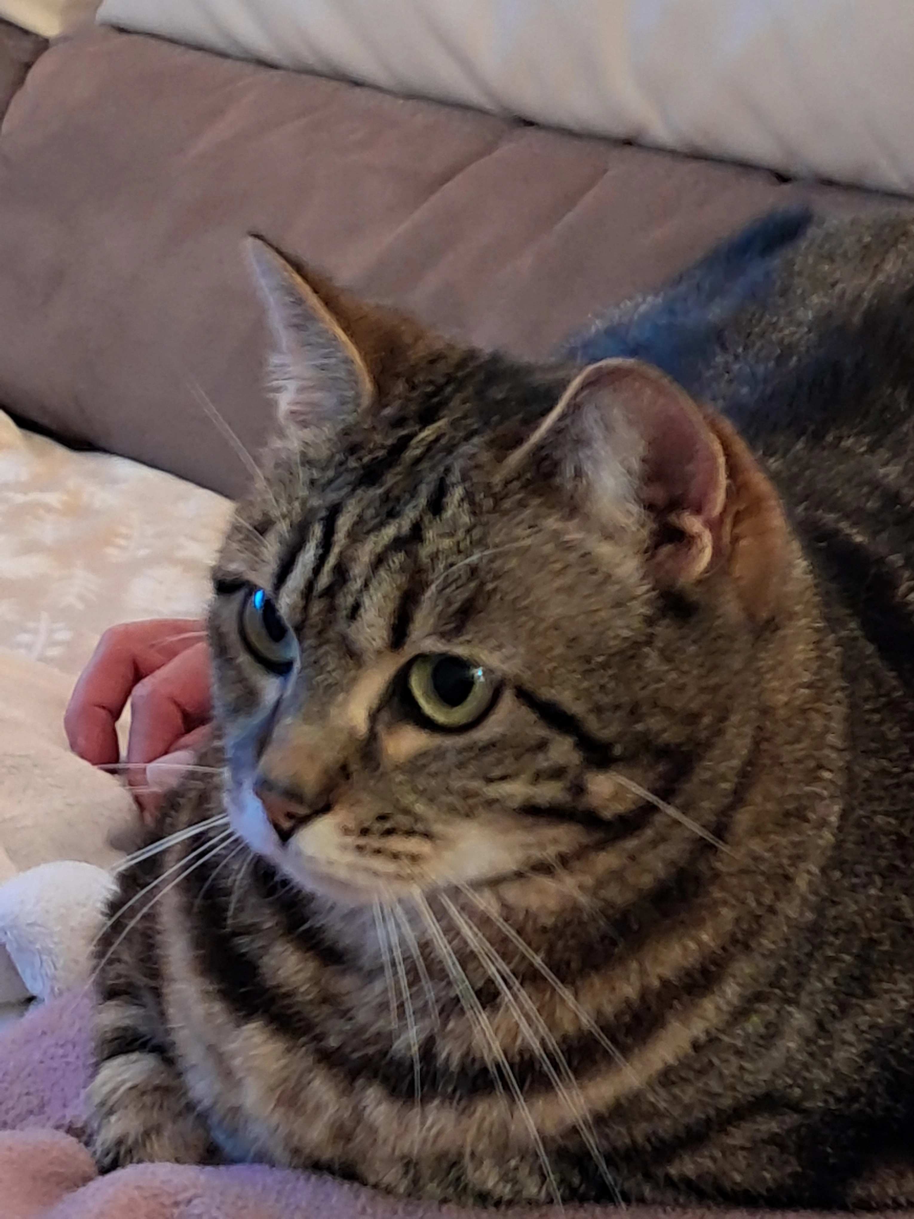 Perle  - Place des Mésanges, Coufouleux