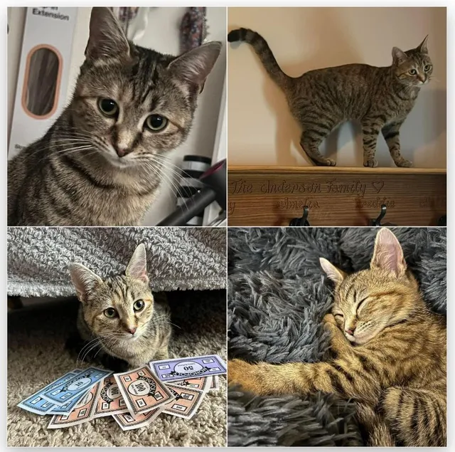 Tigger - Ash Tree Road, Ashby-de-la-Zouch