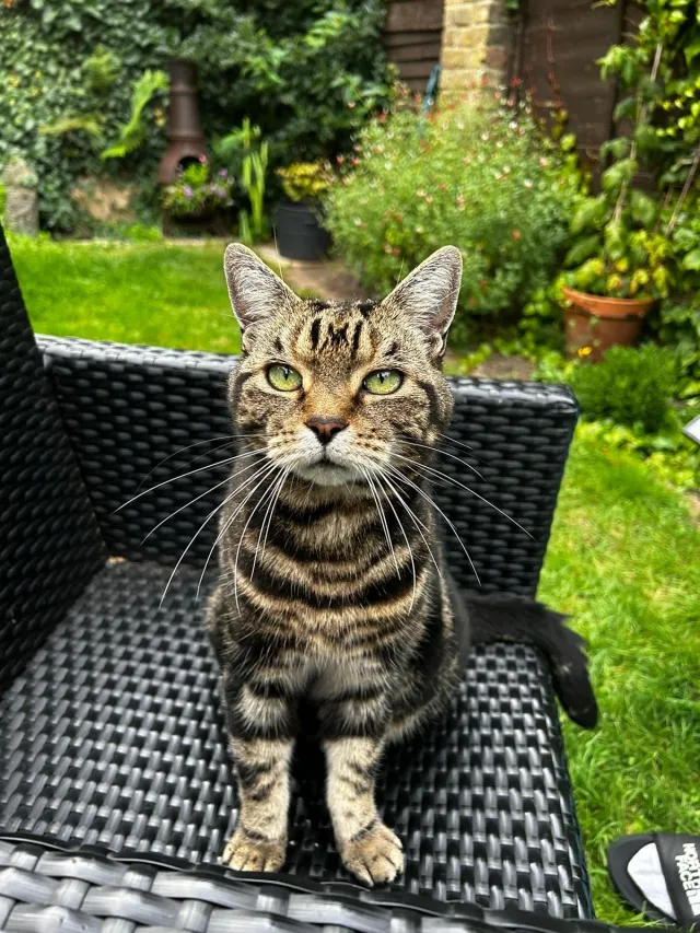 Simba - Bournville Road, London
