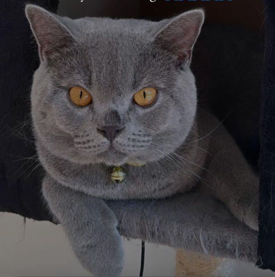 Pepper - 20, Casablanca