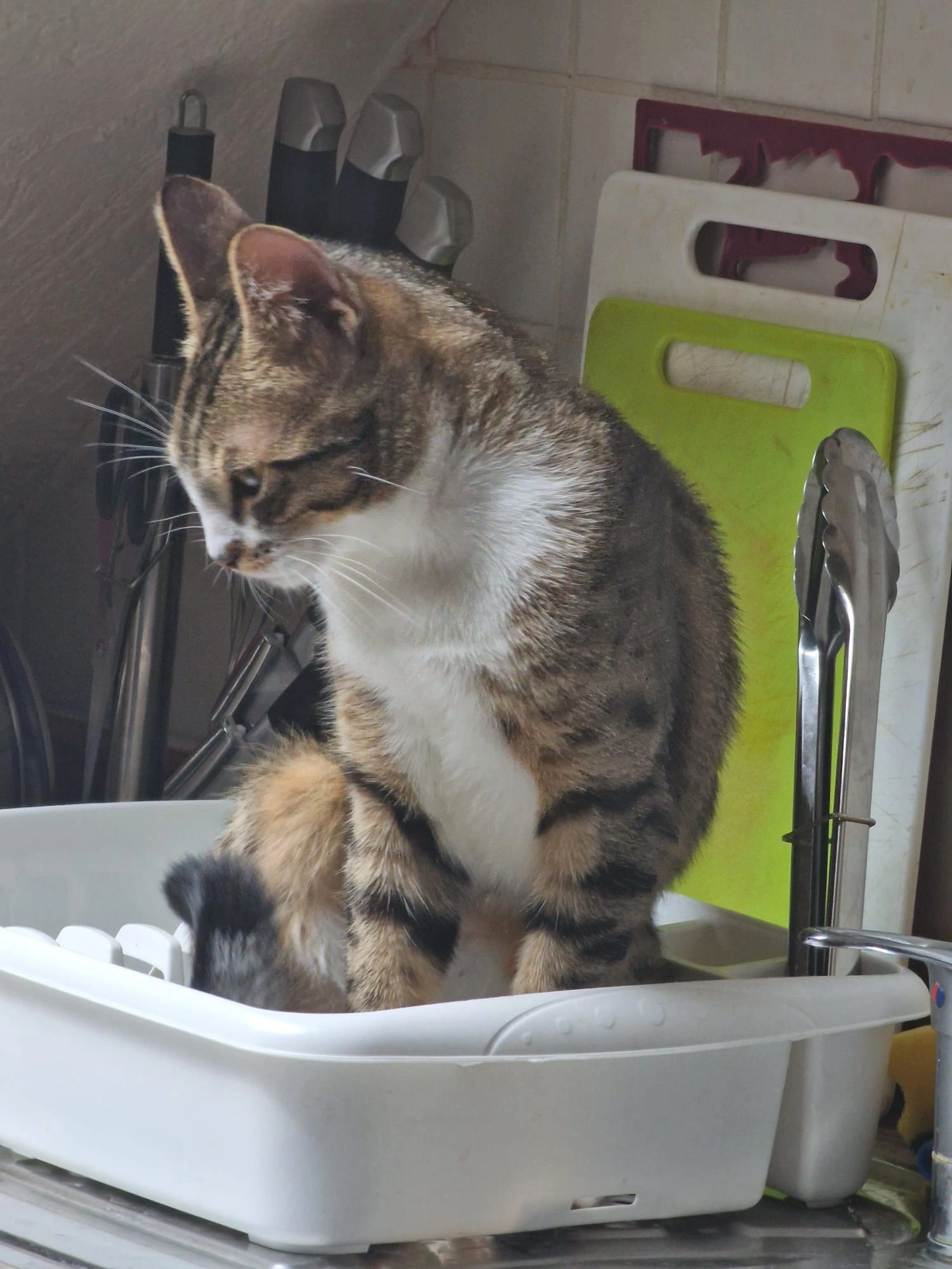 Elvis - Aspergerstr , Markgröningen