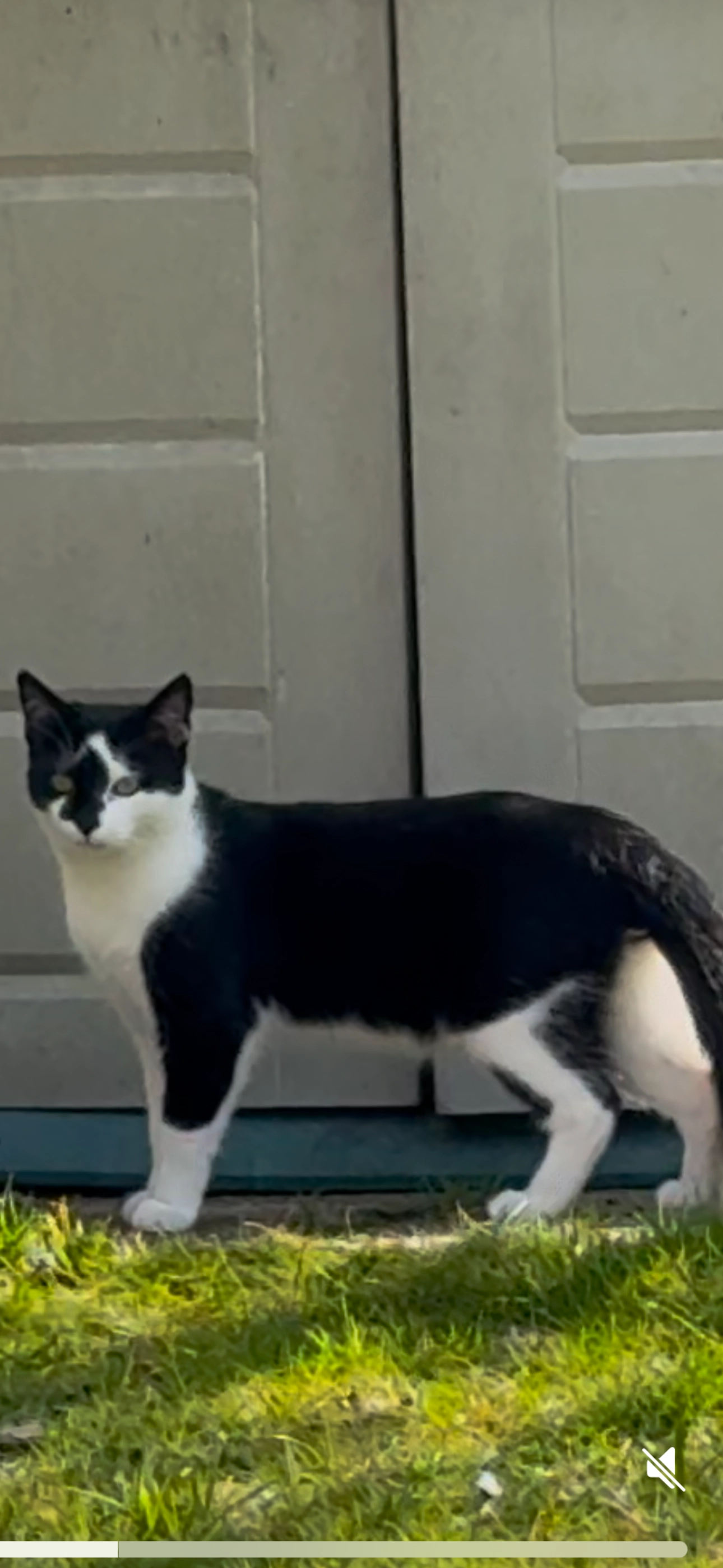 Felix - Sunnywood Drive, Haywards Heath