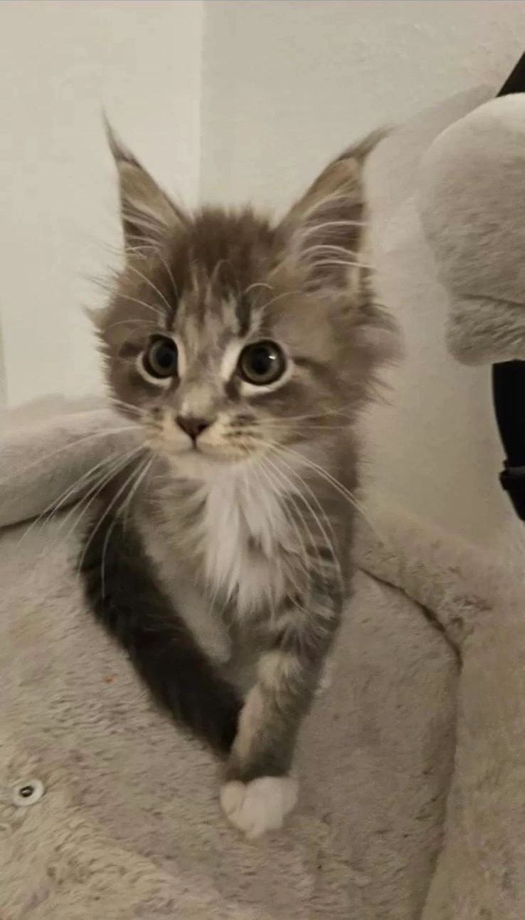 Maisie - Löwenberger Straße, Barsinghausen