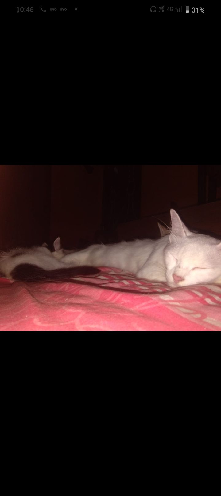 Chintu  - Surathkal, Mangaluru