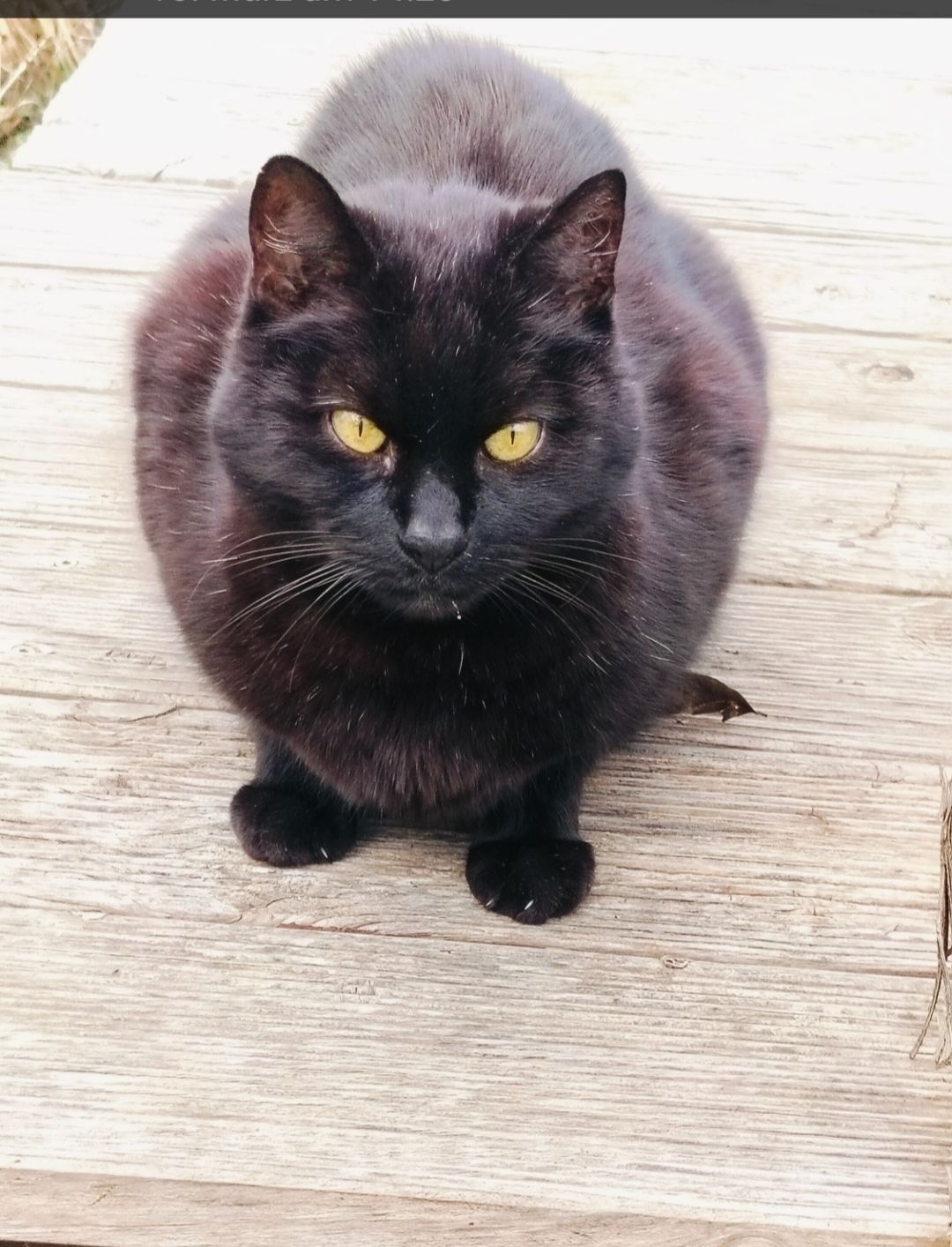 Jerry - Tannengasse, Nikitsch