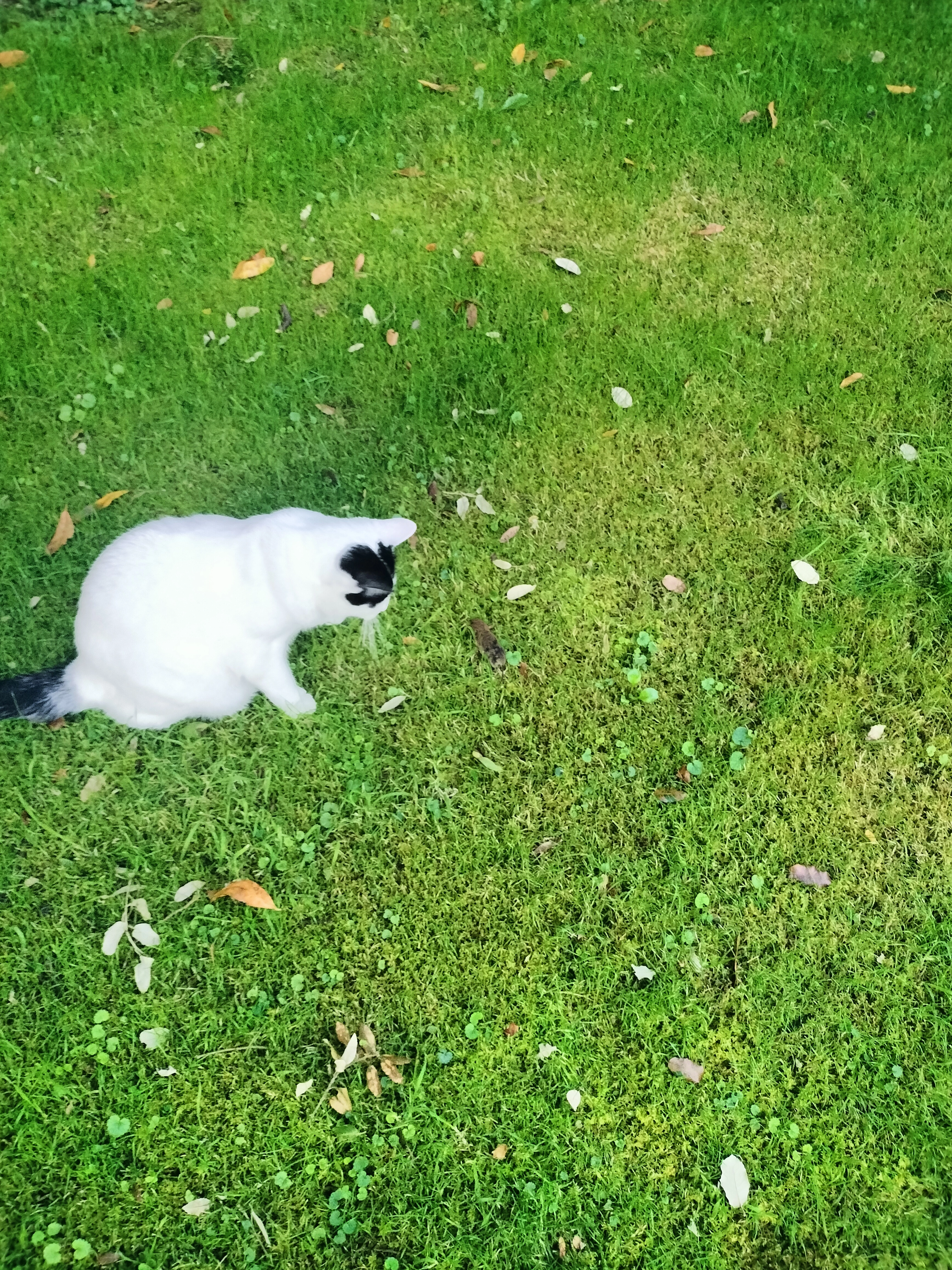 Bizcochin - Plaza de los Campinos de Begoña 3, Gijón