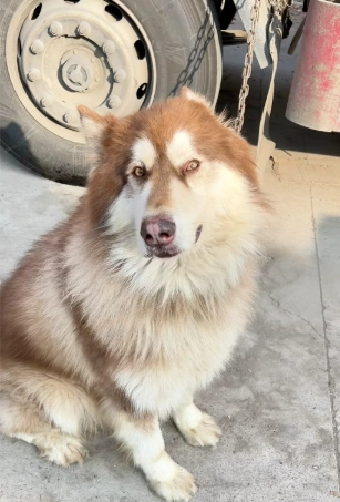 MIMI - Lögås, Uddevalla