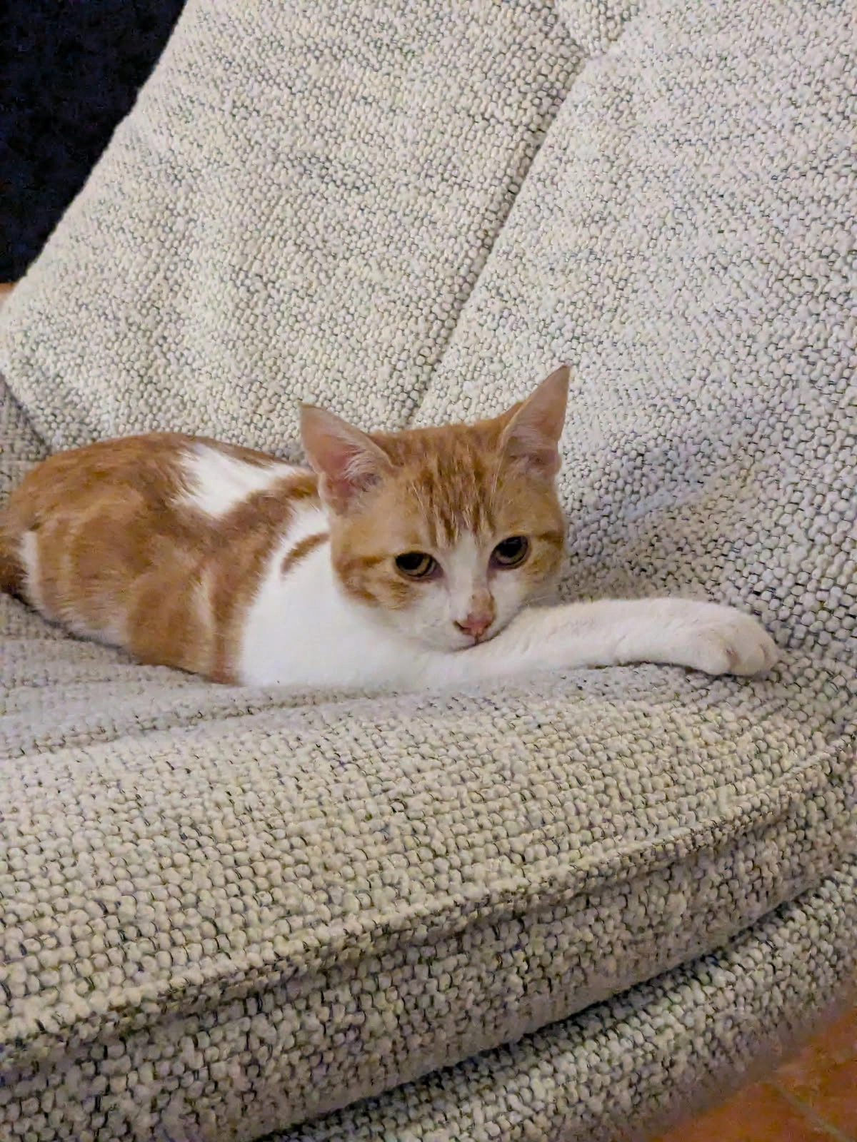 Maggie - Rue De Fouyte-Porc, Agen