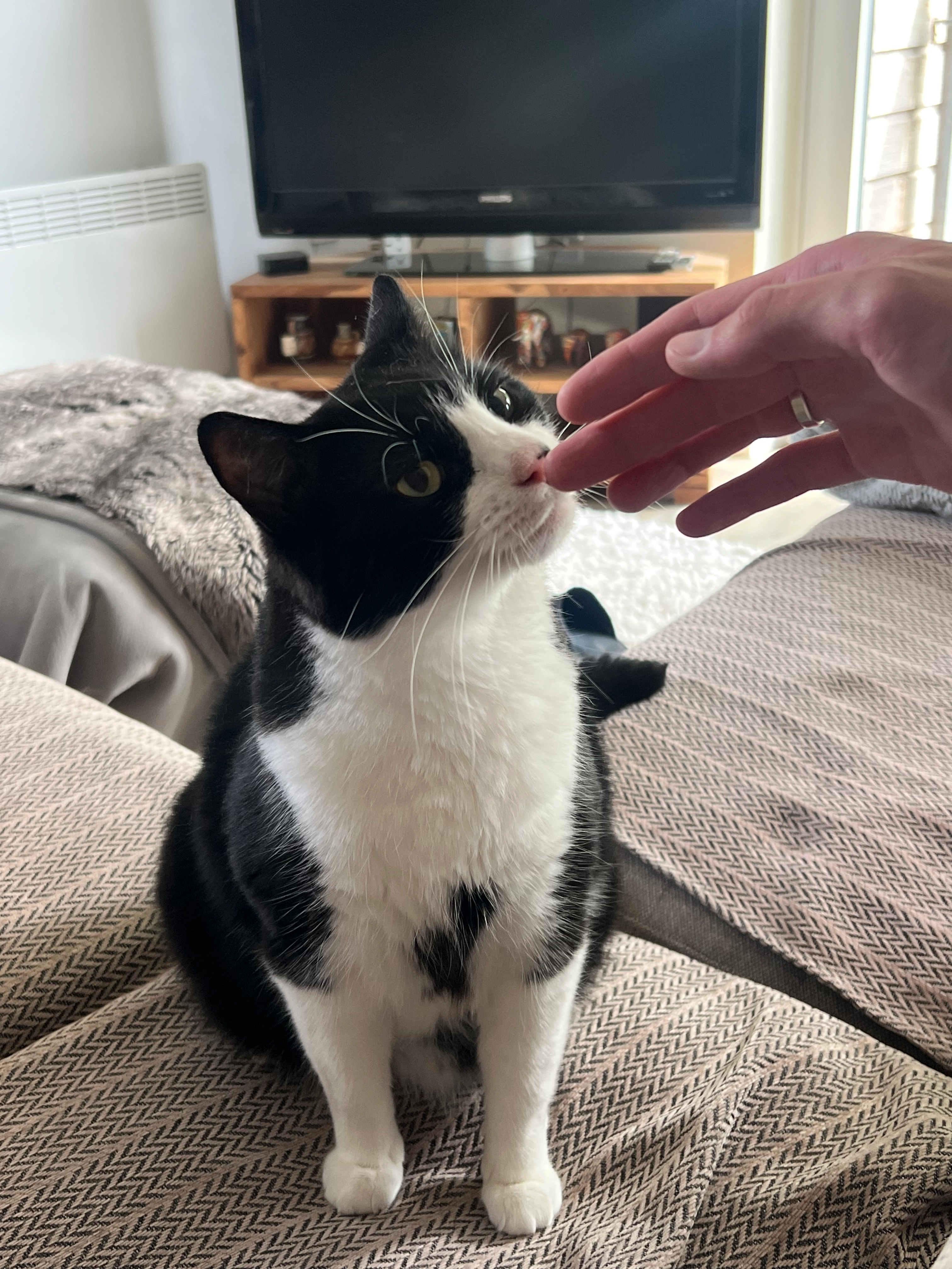 Cattva - Highmarsh Crescent, Manchester