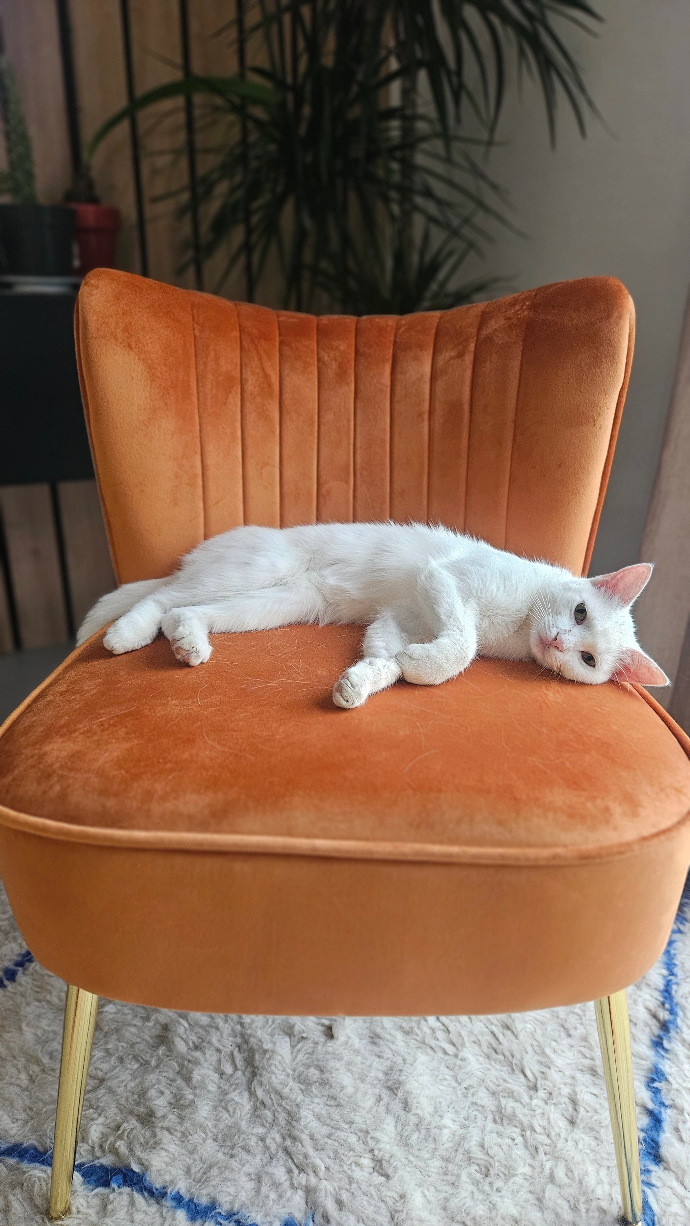 Hina  - 87 Impasse des Mérariés, Les Côtes-d'Arey