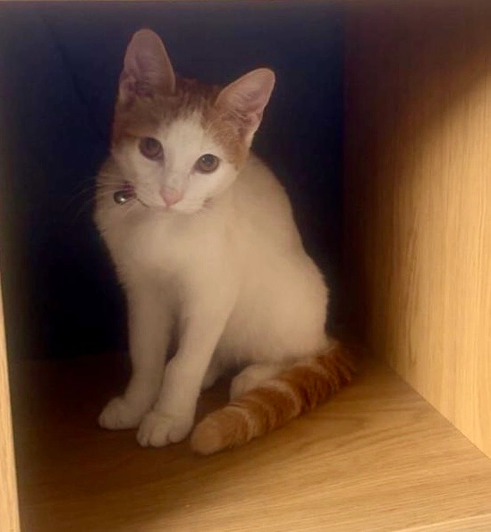 Toby - Mostyn Avenue, Manchester