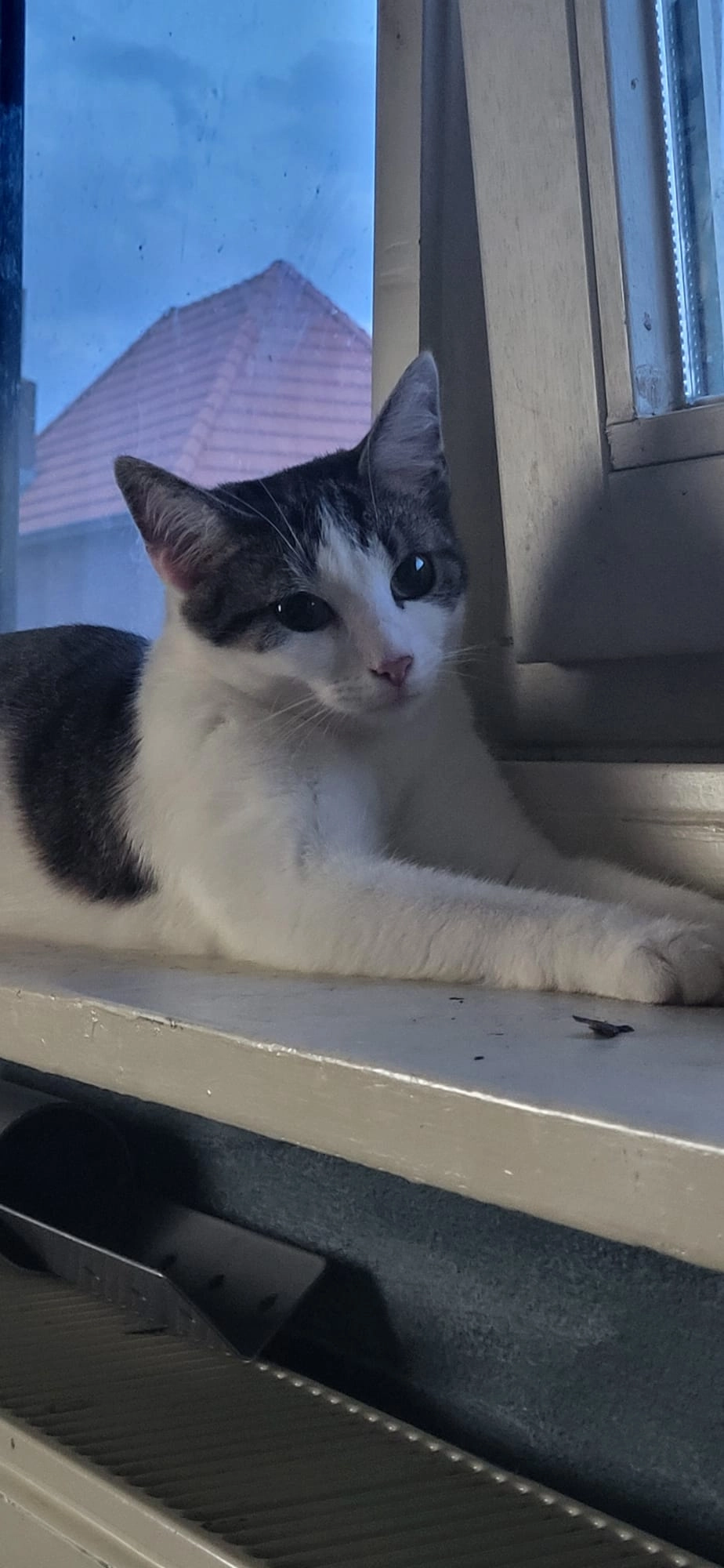 Nala - Karel van den Oeverstraat, Heerlen