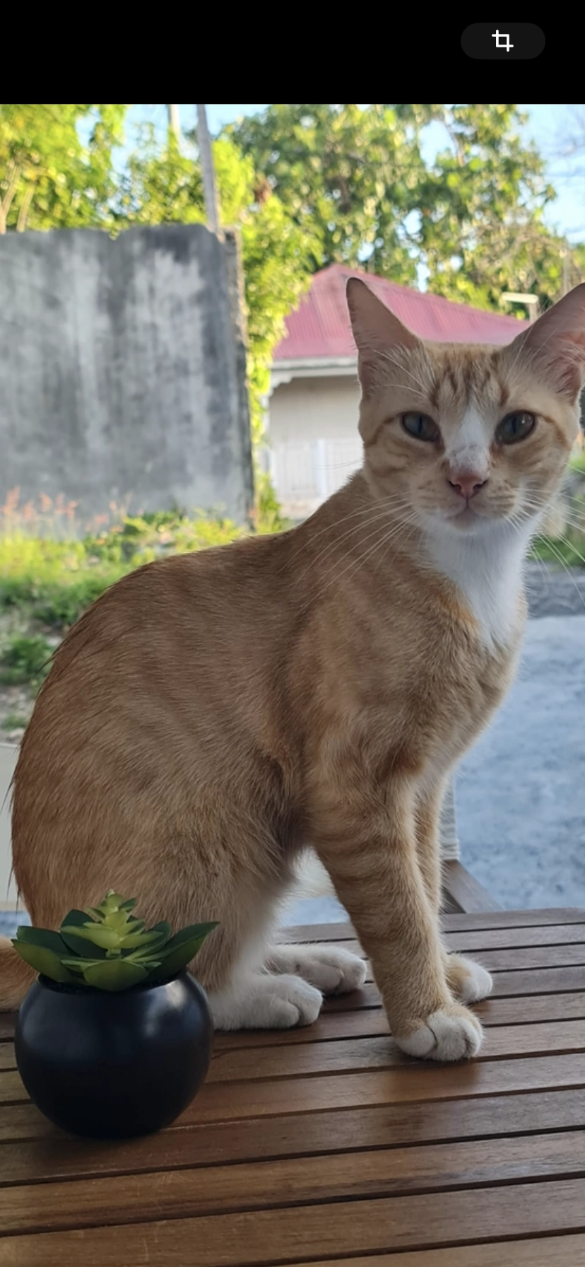 Doudou - Chemin de Parpaillon, Roquebrune-sur-Argens