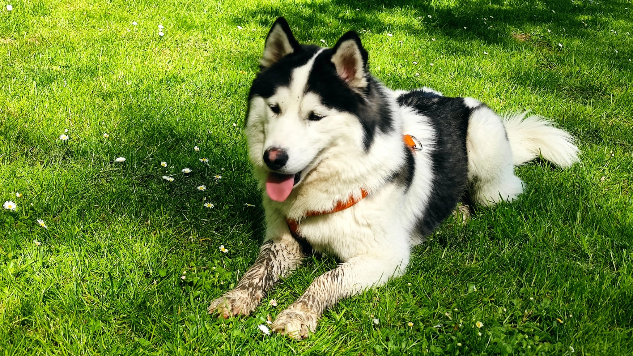 Suzy - Rue Des Casemates, Soultz-les-Bains