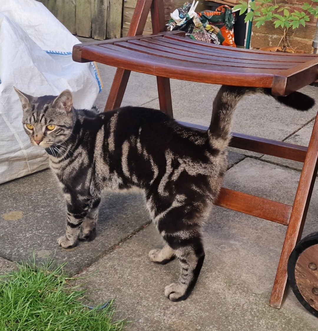 Norman - Millfield Glade, Harrogate