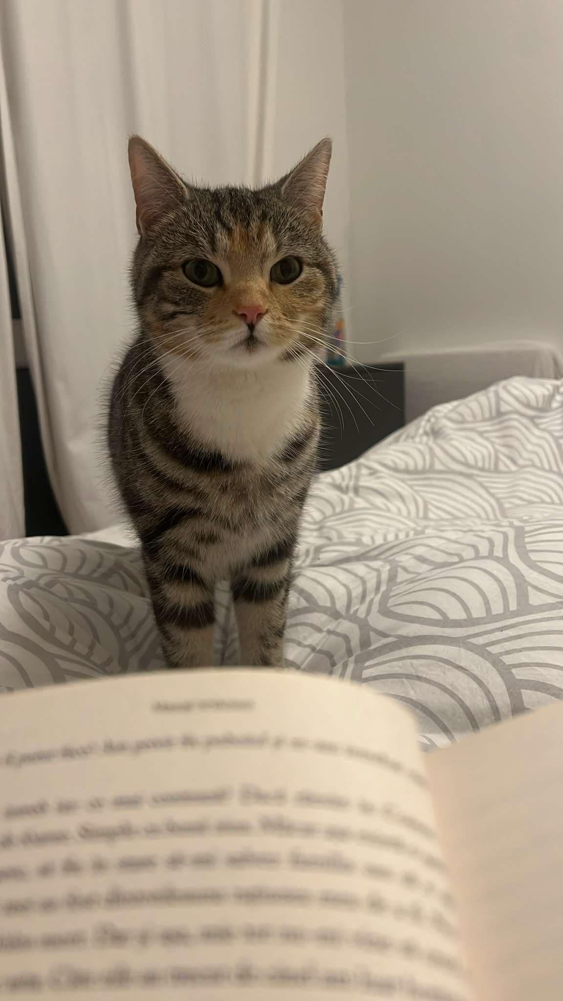 Lily - Cromcastle Road, Dublin