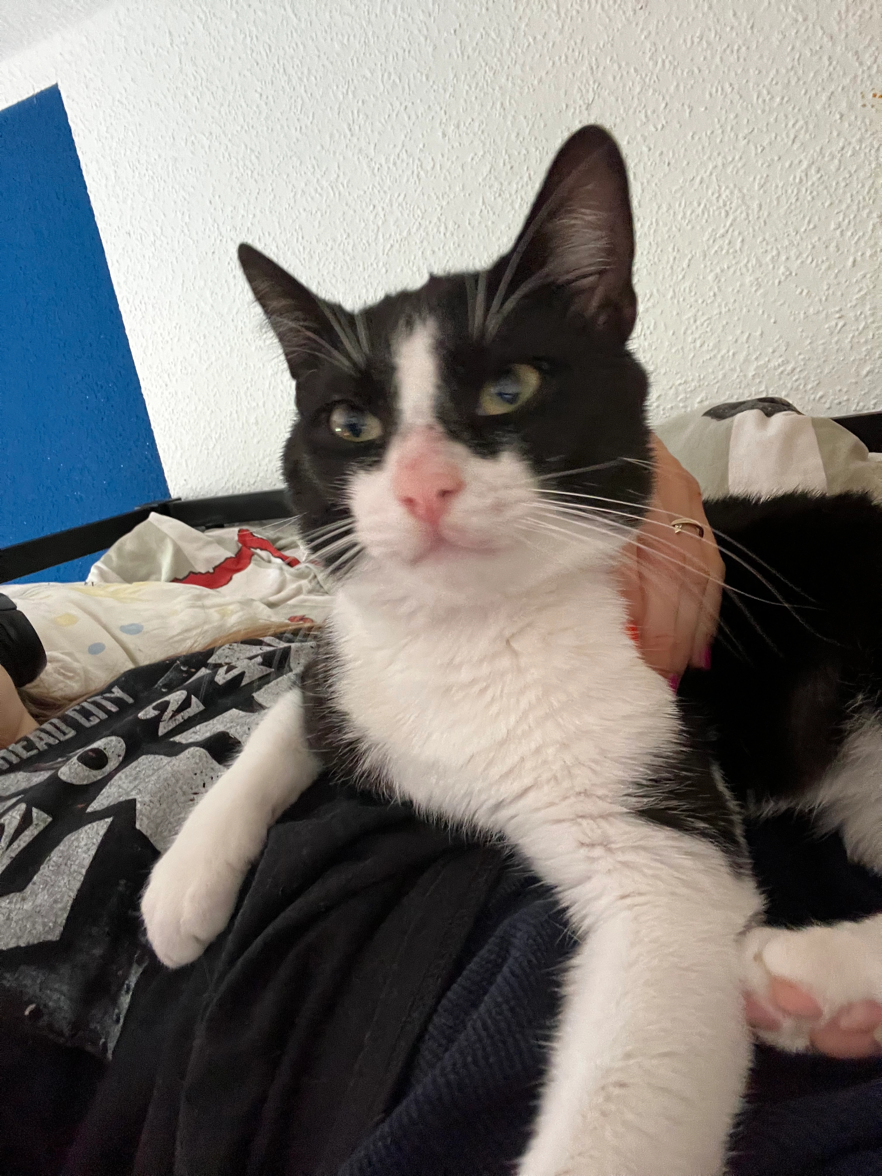 Micky - Seebener Straße, Halle (Saale) Trotha