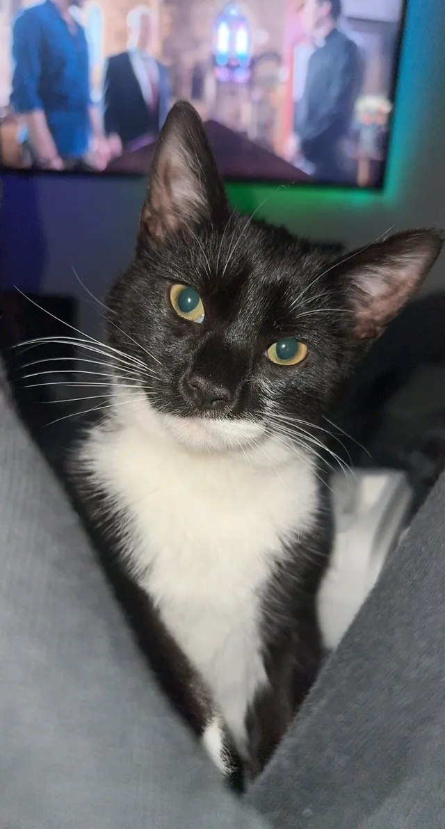 Zuko - Galliard Close, Luton