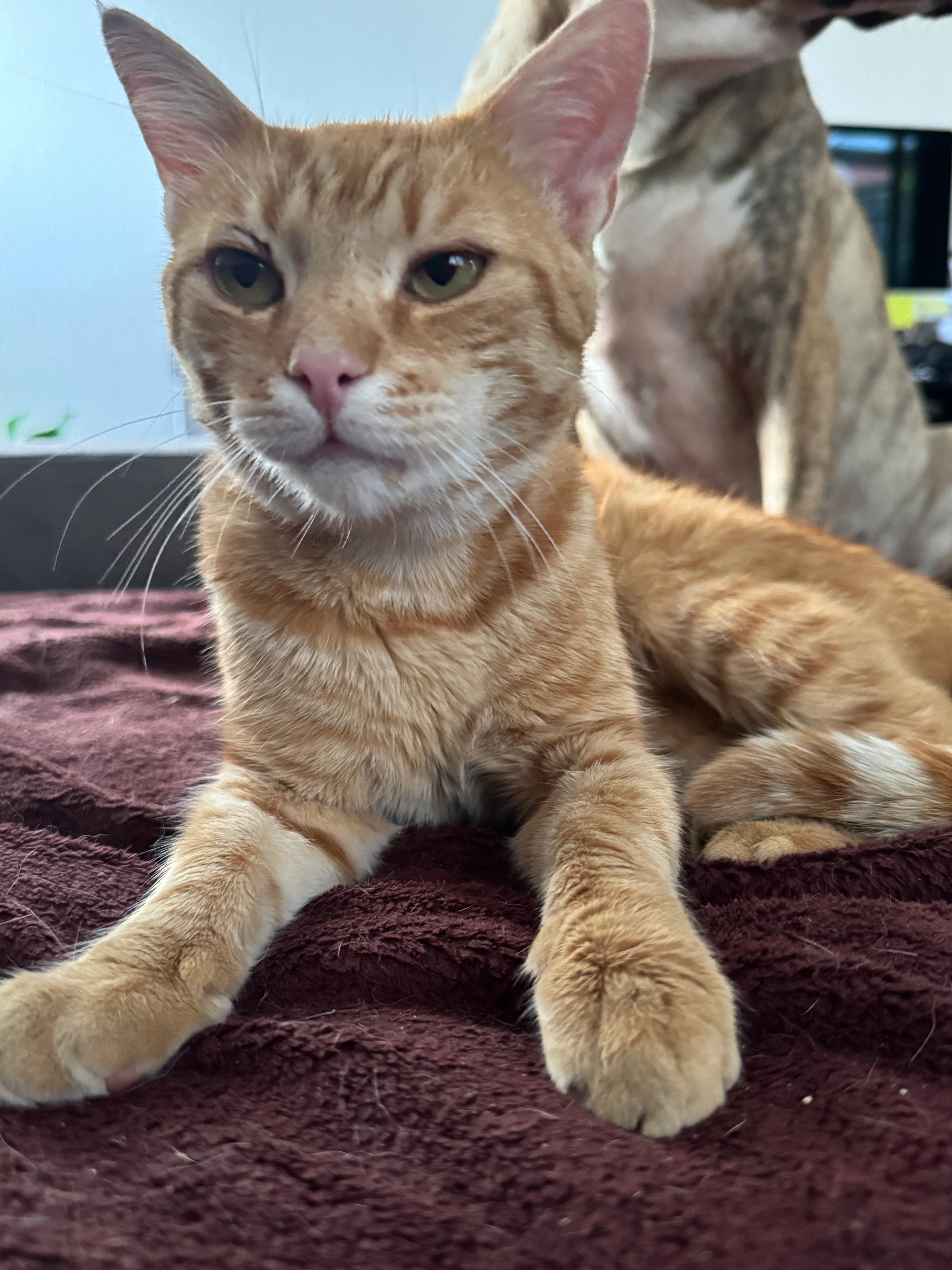 Boris - Dachsgasse, Elchingen