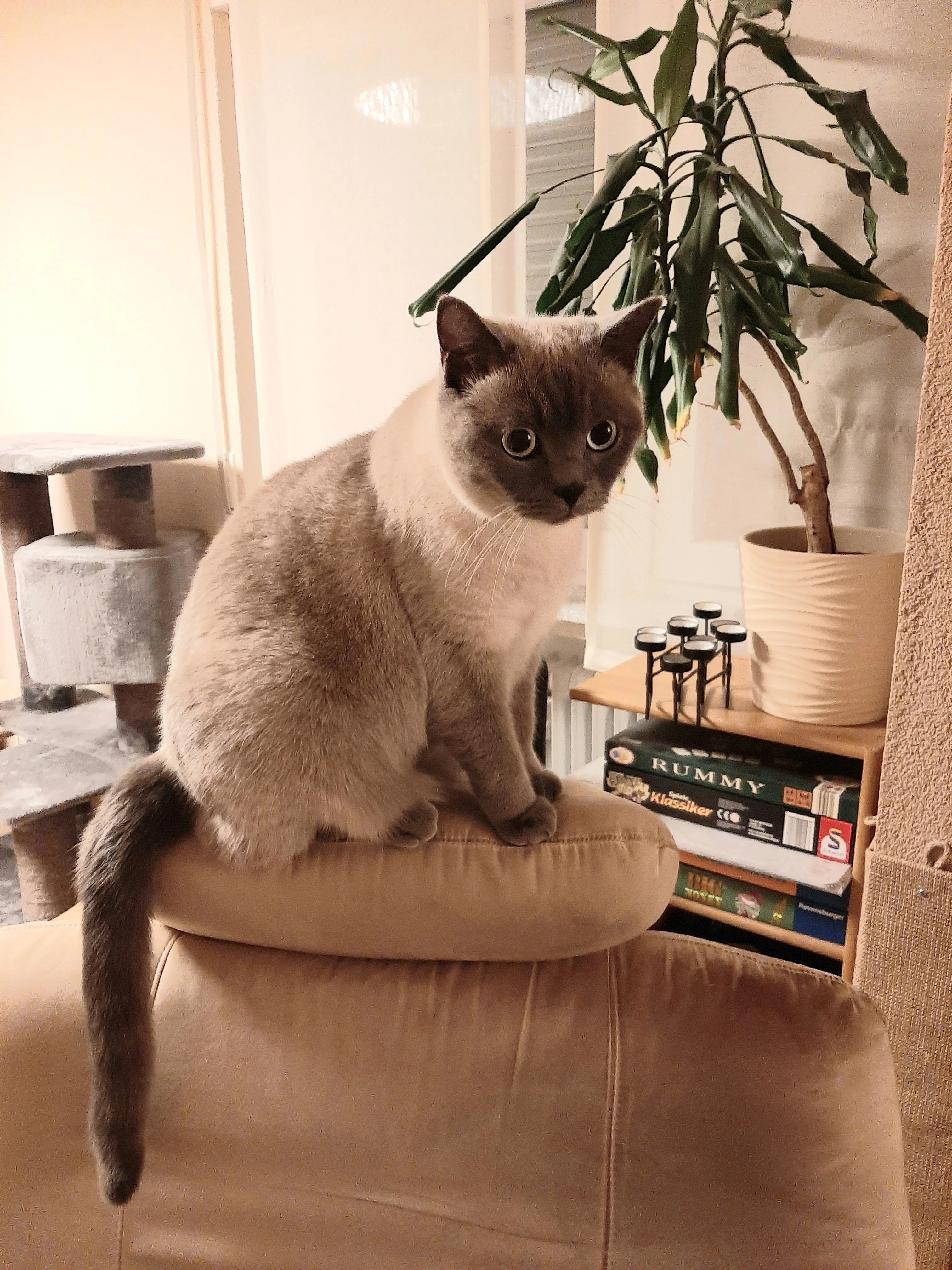 Spencer - Im Schönsteinle, Zimmern ob Rottweil