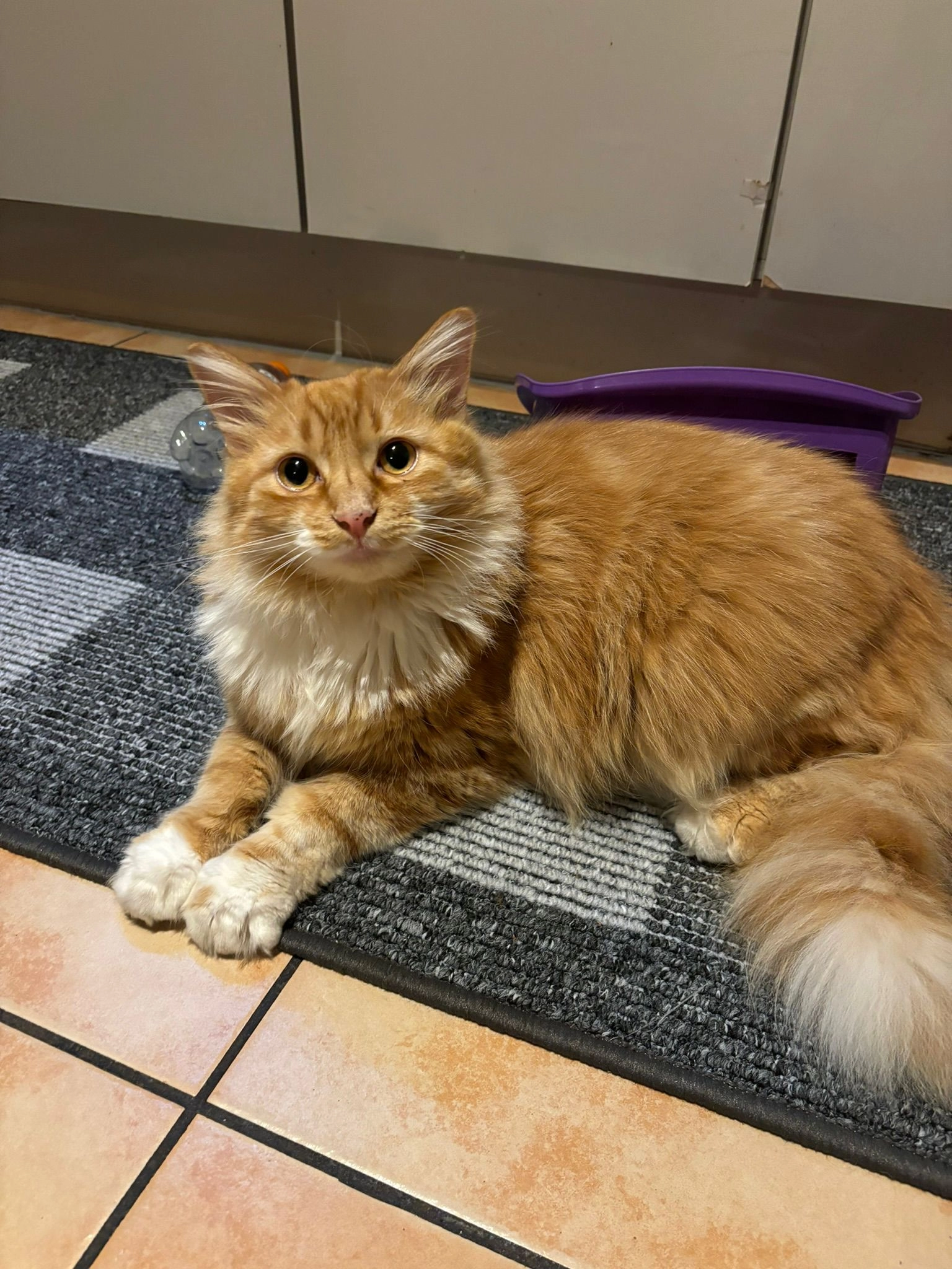 Heidi - Donatusstraße, Saarlouis