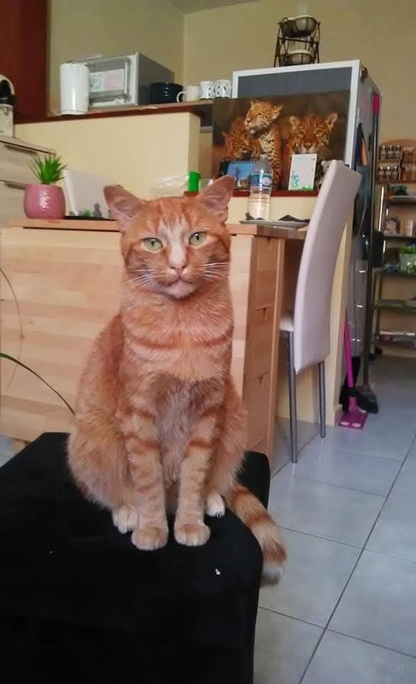 Garfield - Allée Philippe Buchez, Laval