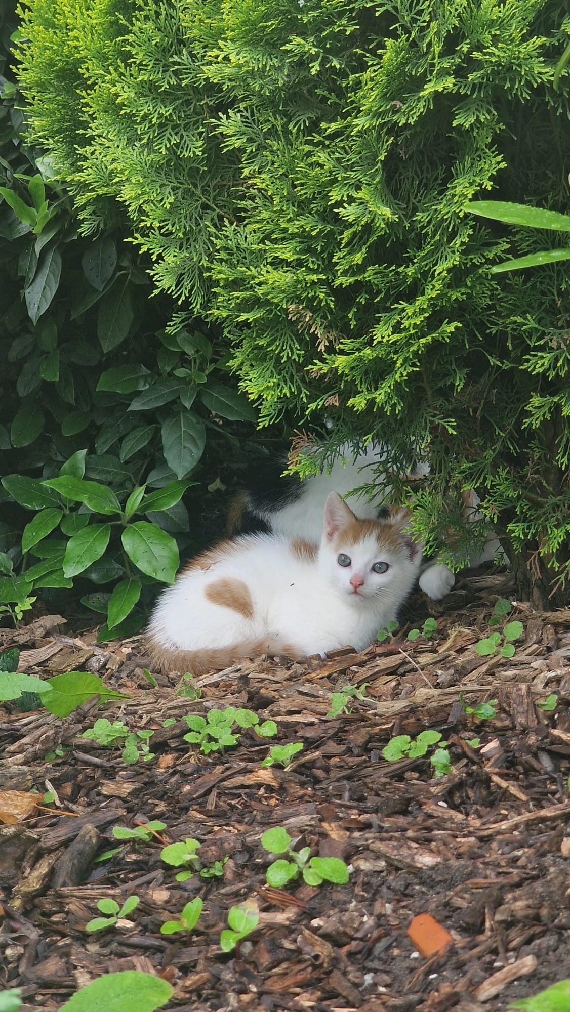 Puk - Grotestraat, Vierlingsbeek