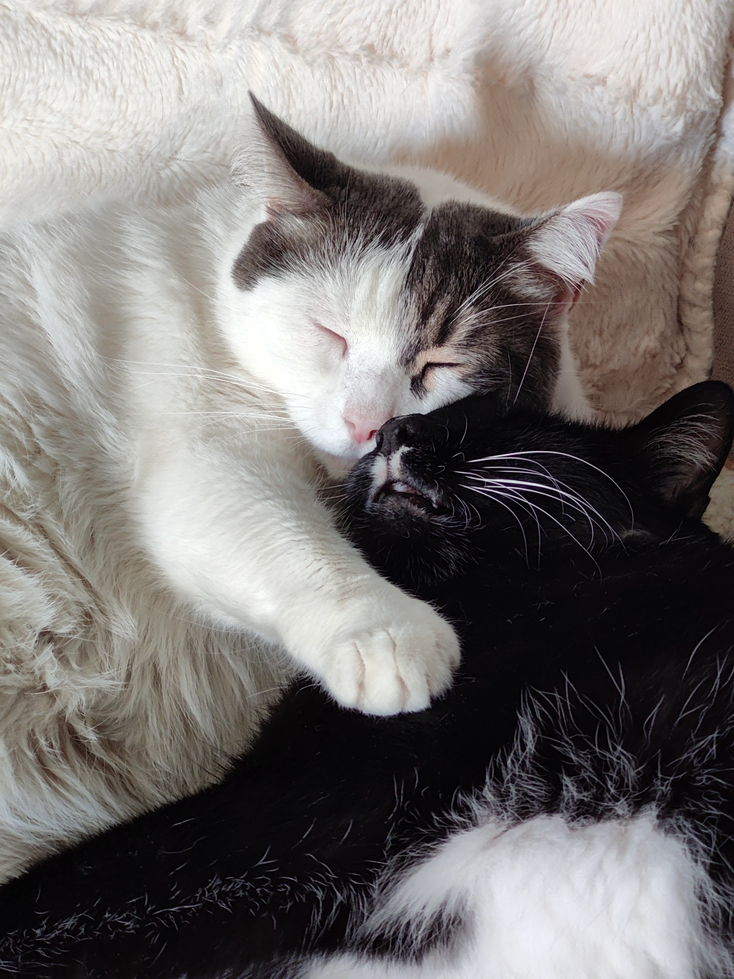 Leetchie  - Rue Maryse Hilz, Fréjus