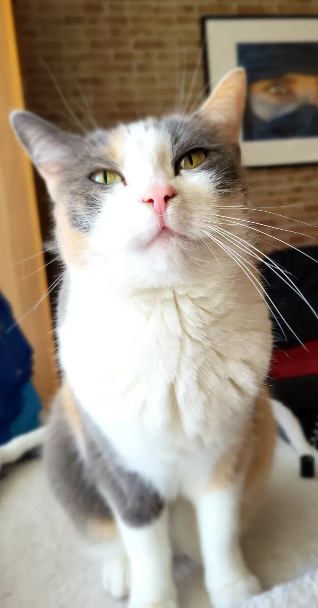 Missing Cat - Akaziengasse, Wien