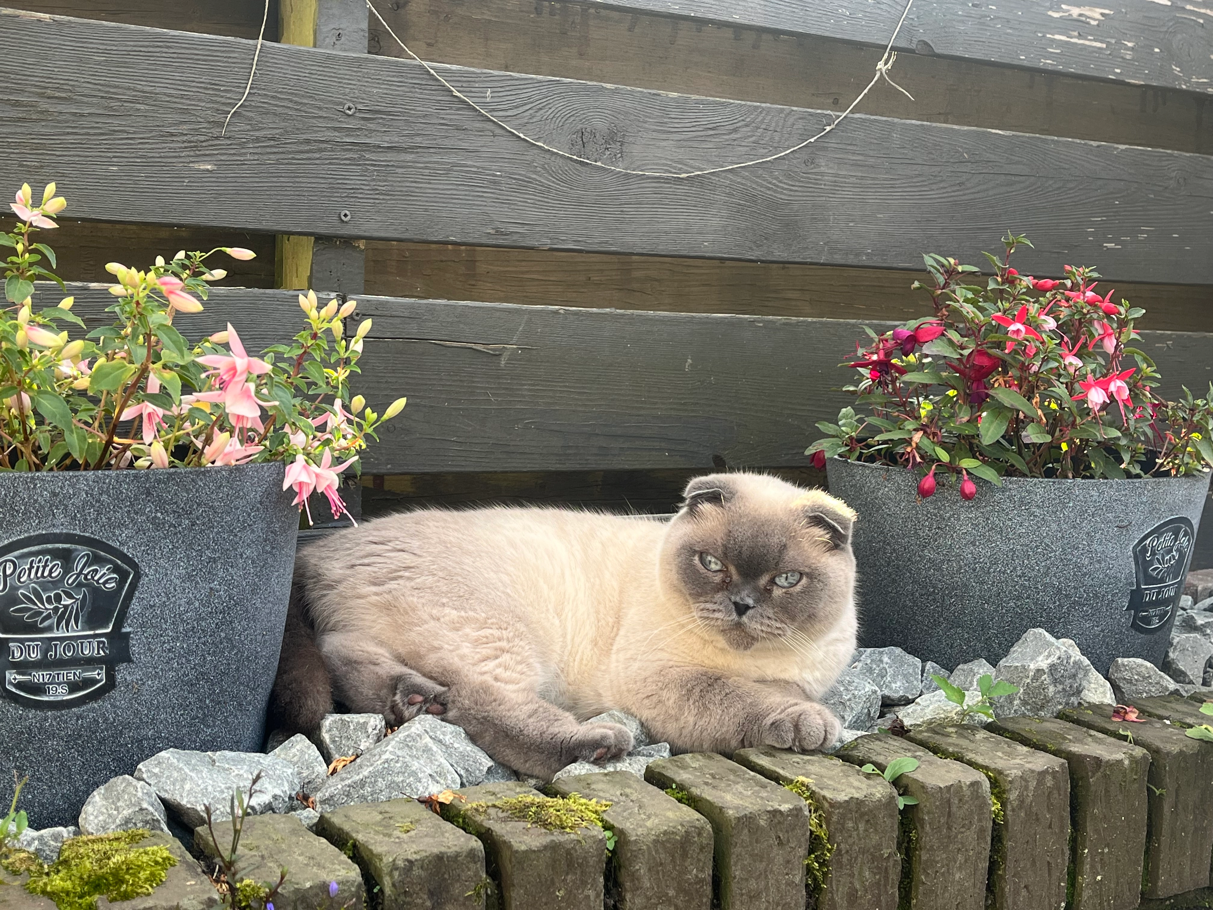 Luna - Ds.Van Kriekenstraat, Haaksbergen