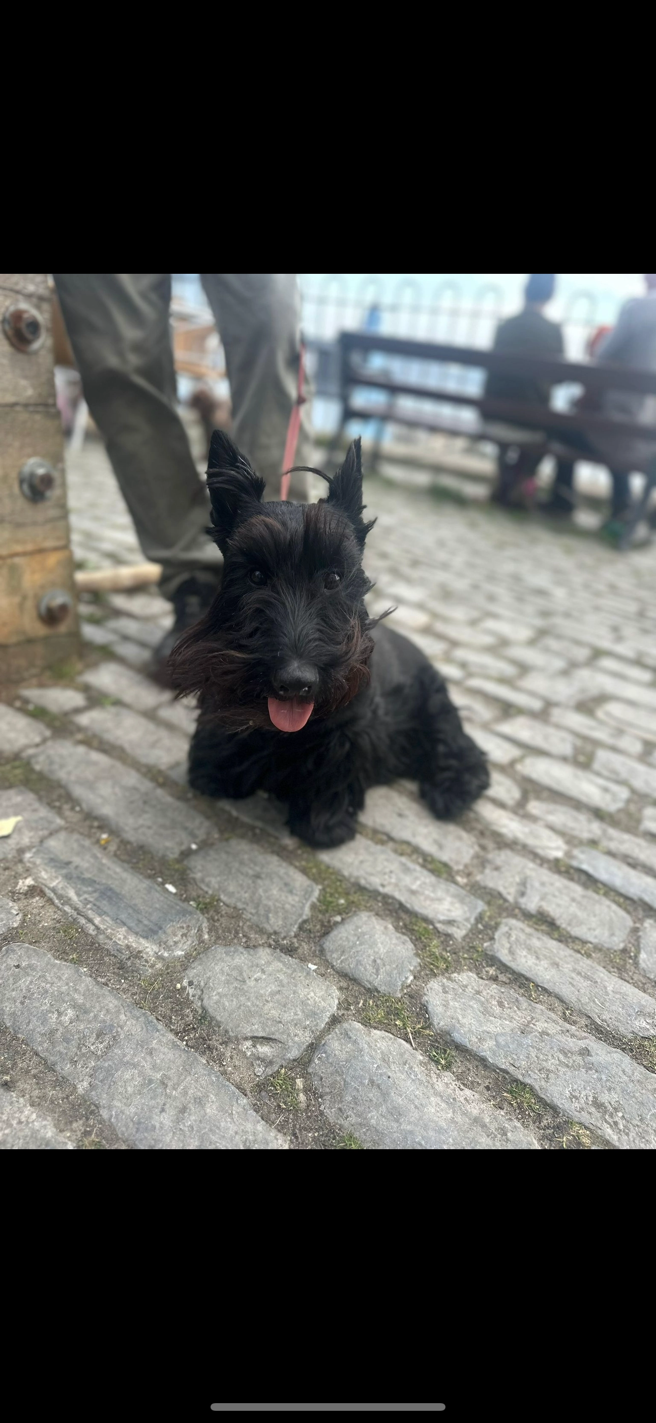 Poppy - Strouden Road, Bournemouth
